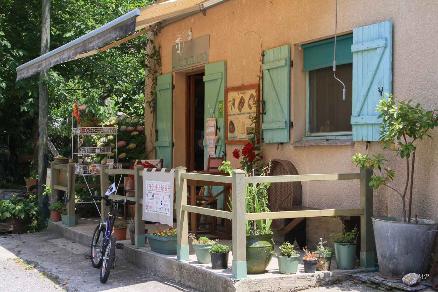 Castagniccia - Felce