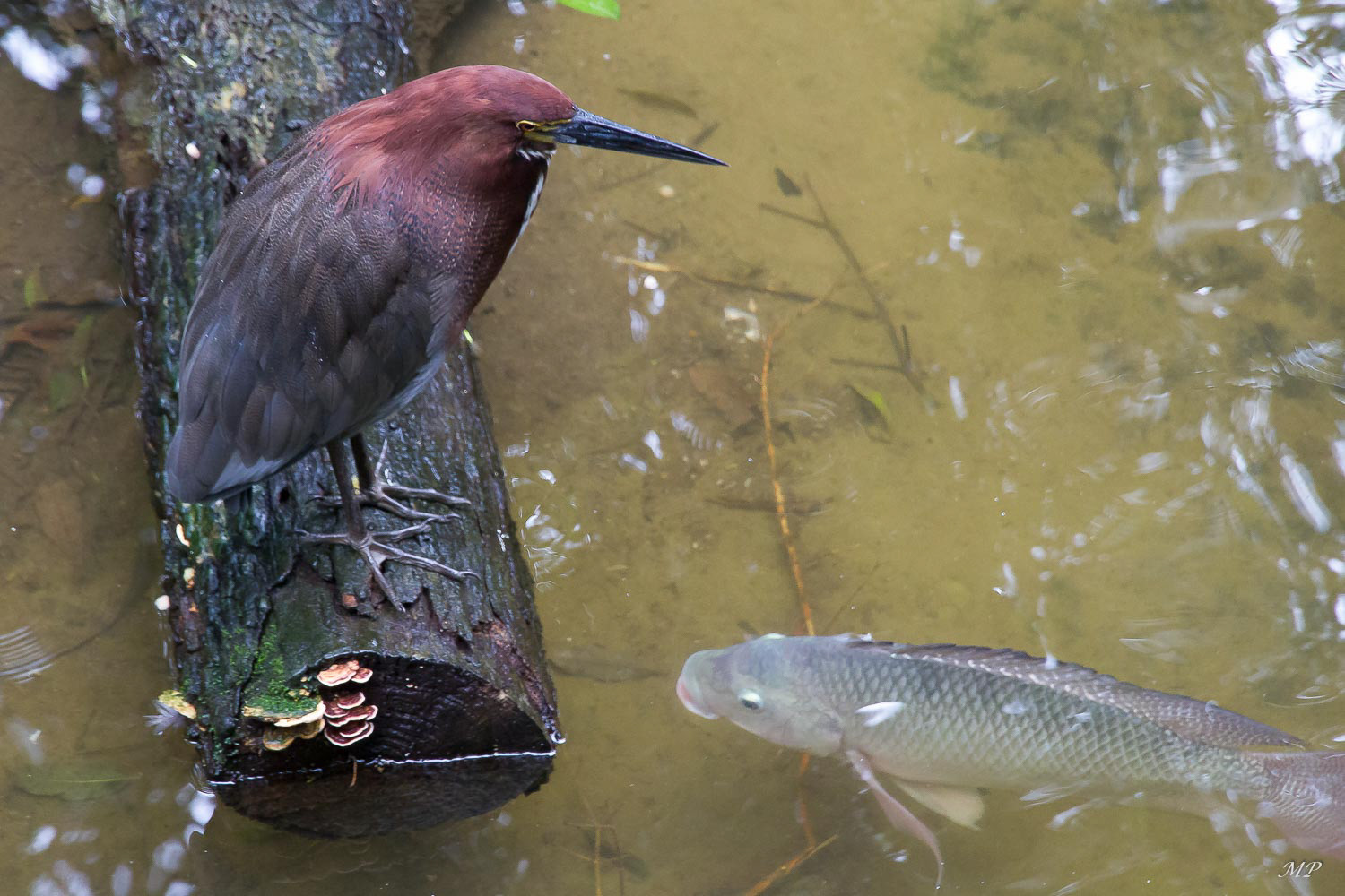 "Un petit poisson, Un petit oiseau, s'aimaient d'amour tendre"