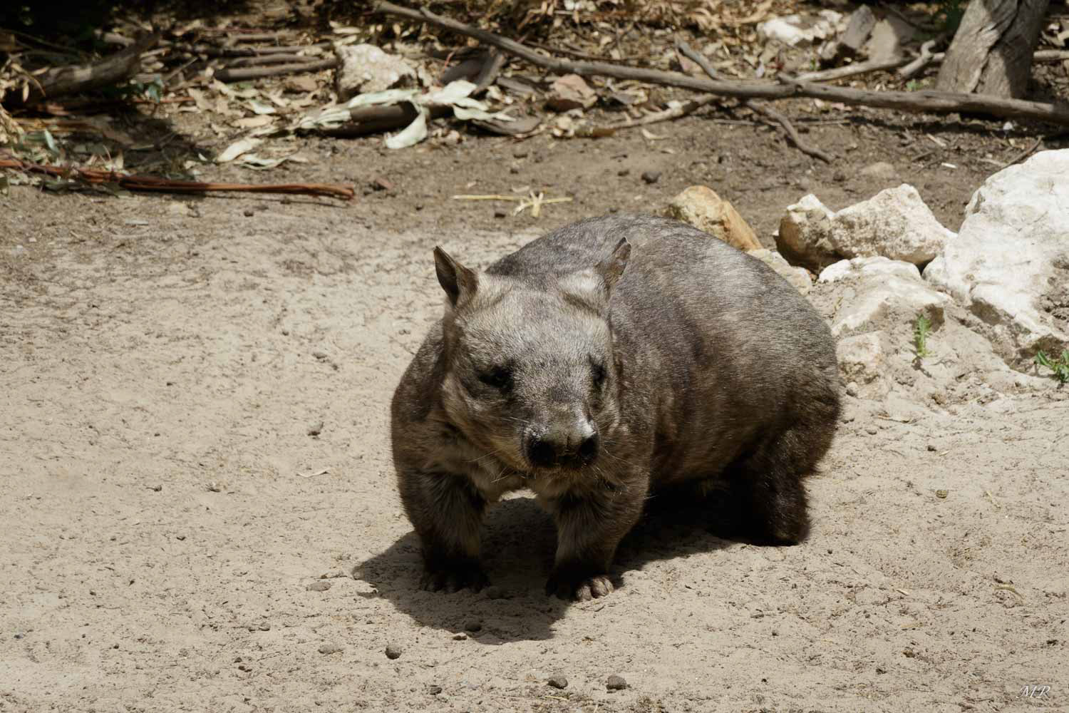 Avec son visage attachant, son grand nez et ses petits yeux brillants, le wombat à museau longiligne (Hairy-nosed Wombat) est un membre de l'un des groupes d'animaux les plus emblématiques d'Australie, les marsupiaux.