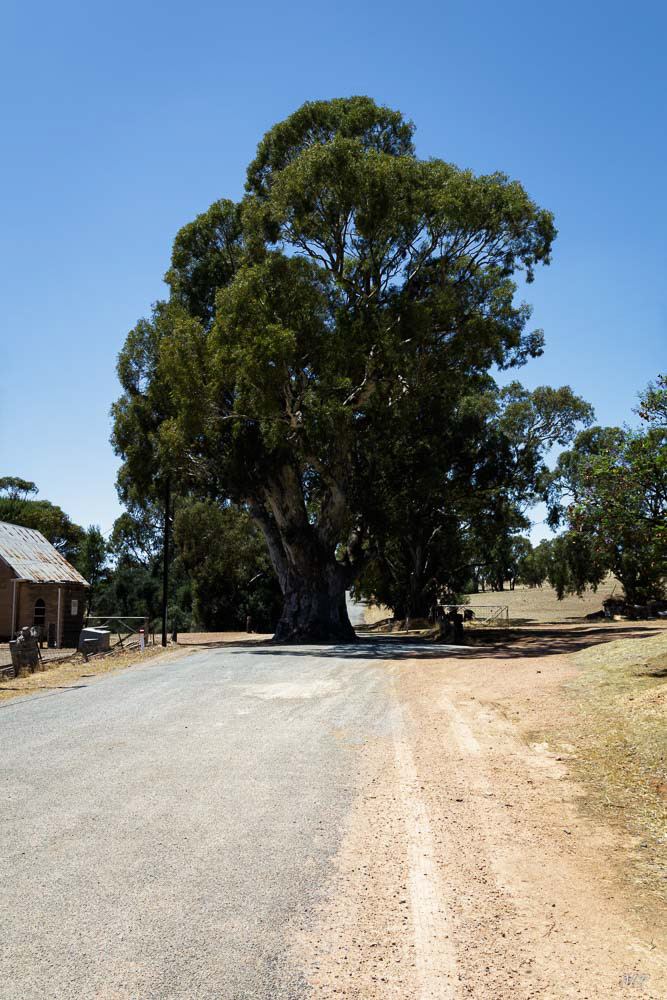 Arbre tricentenaire de Melrose