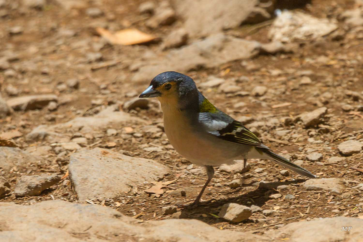 Chaffinch (pinson des arbres)