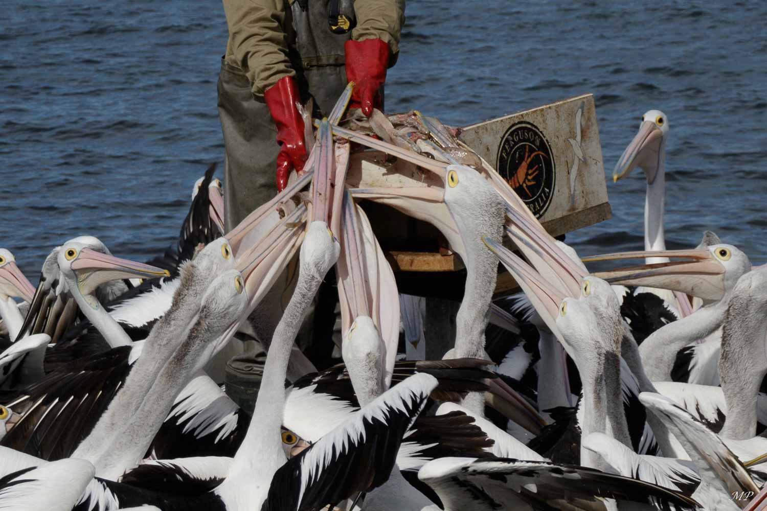 Kangaroo Island - Kingscote