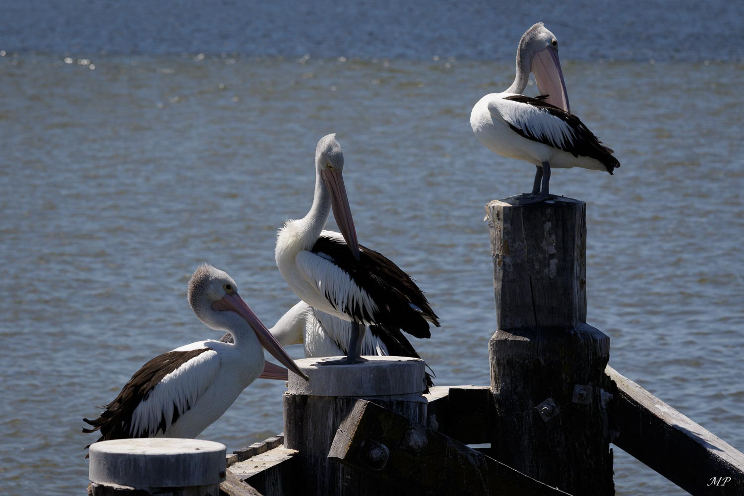 Pélican à lunettes