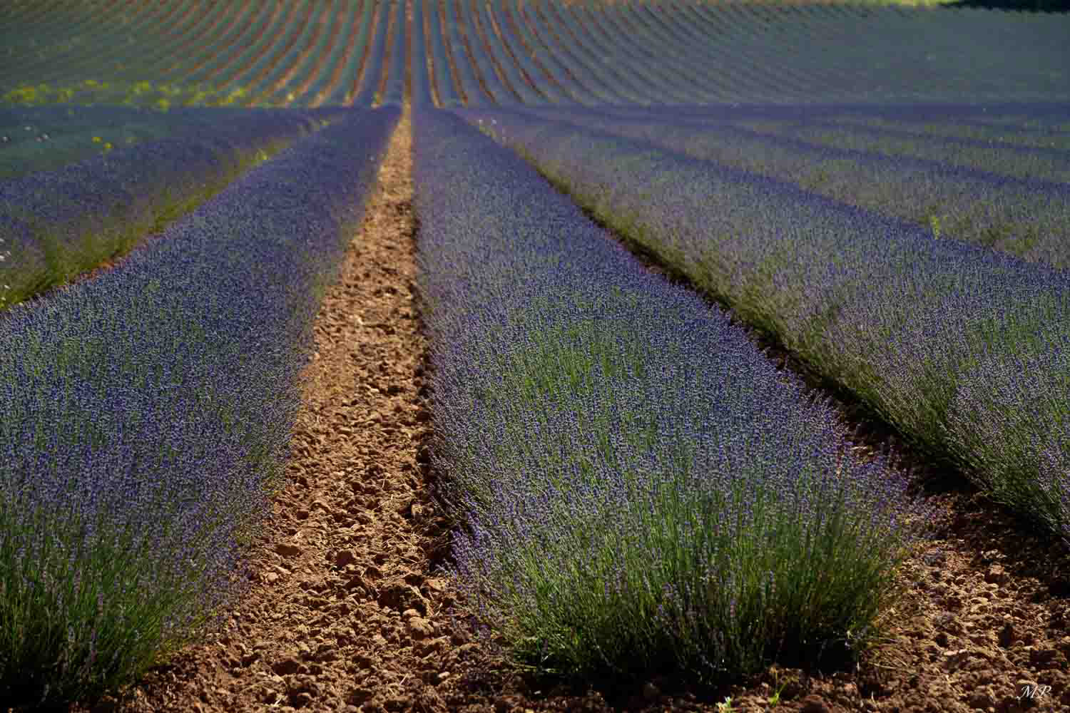 Plateau de Sault (Vaucluse)