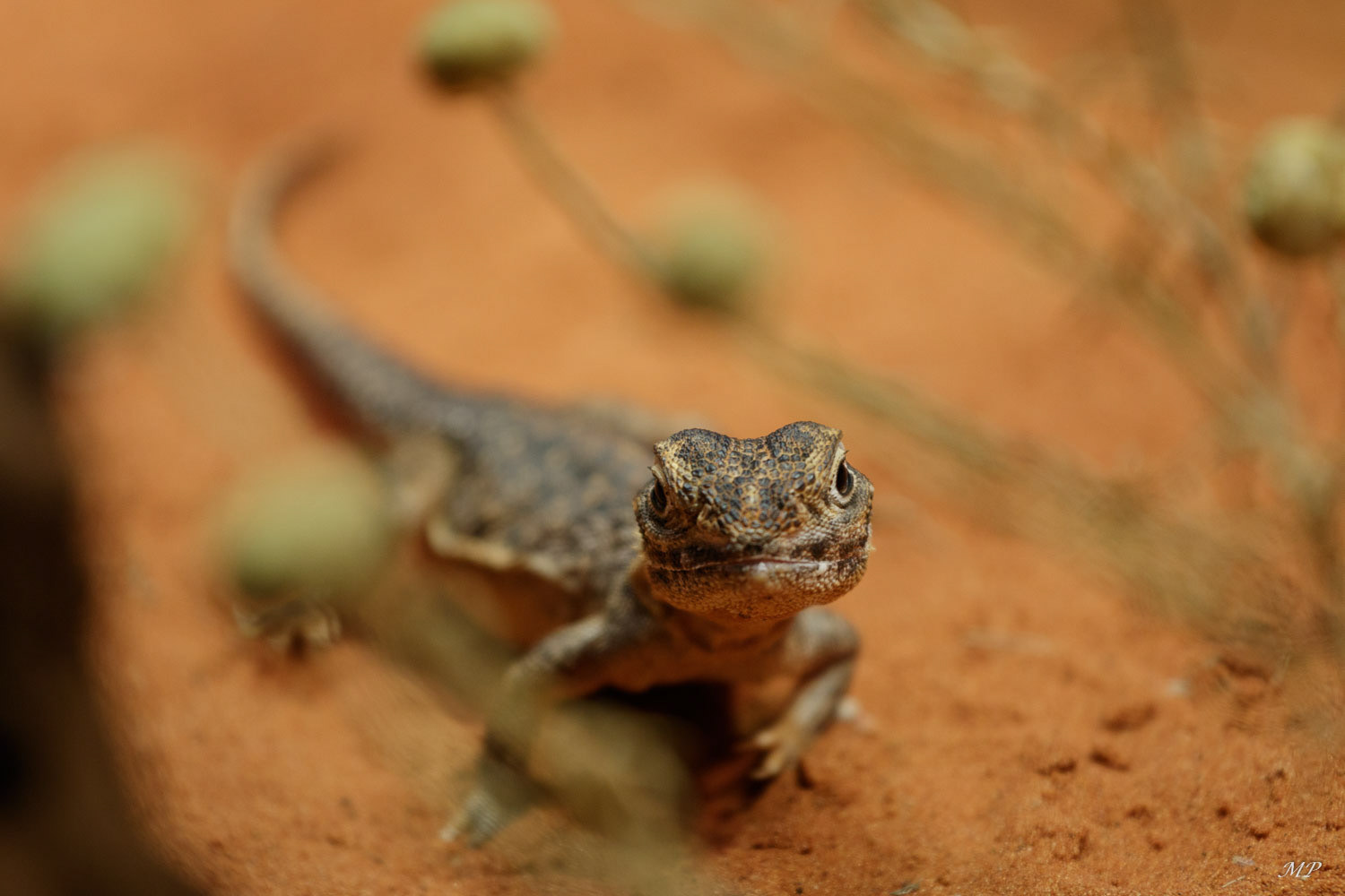 Central netted dragon