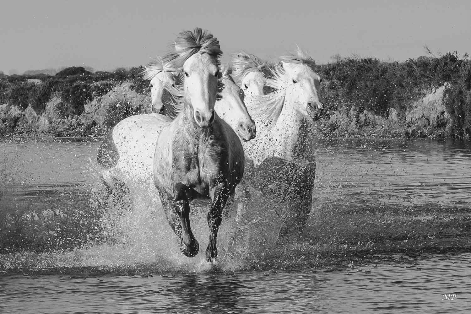 Chevaux camarguais