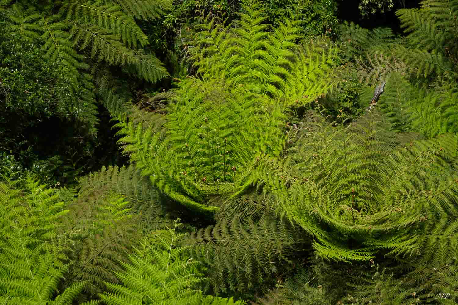 Blue Moutains - Dans cette forêt tropicale, on trouve de nombreuses essences rares.