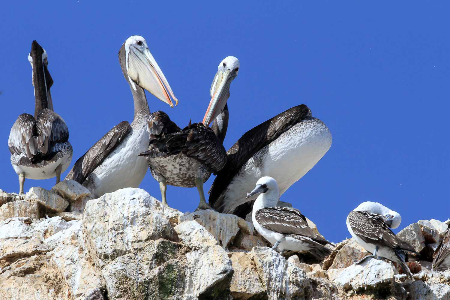 Paracas – les pélicans thages des îles Ballestas