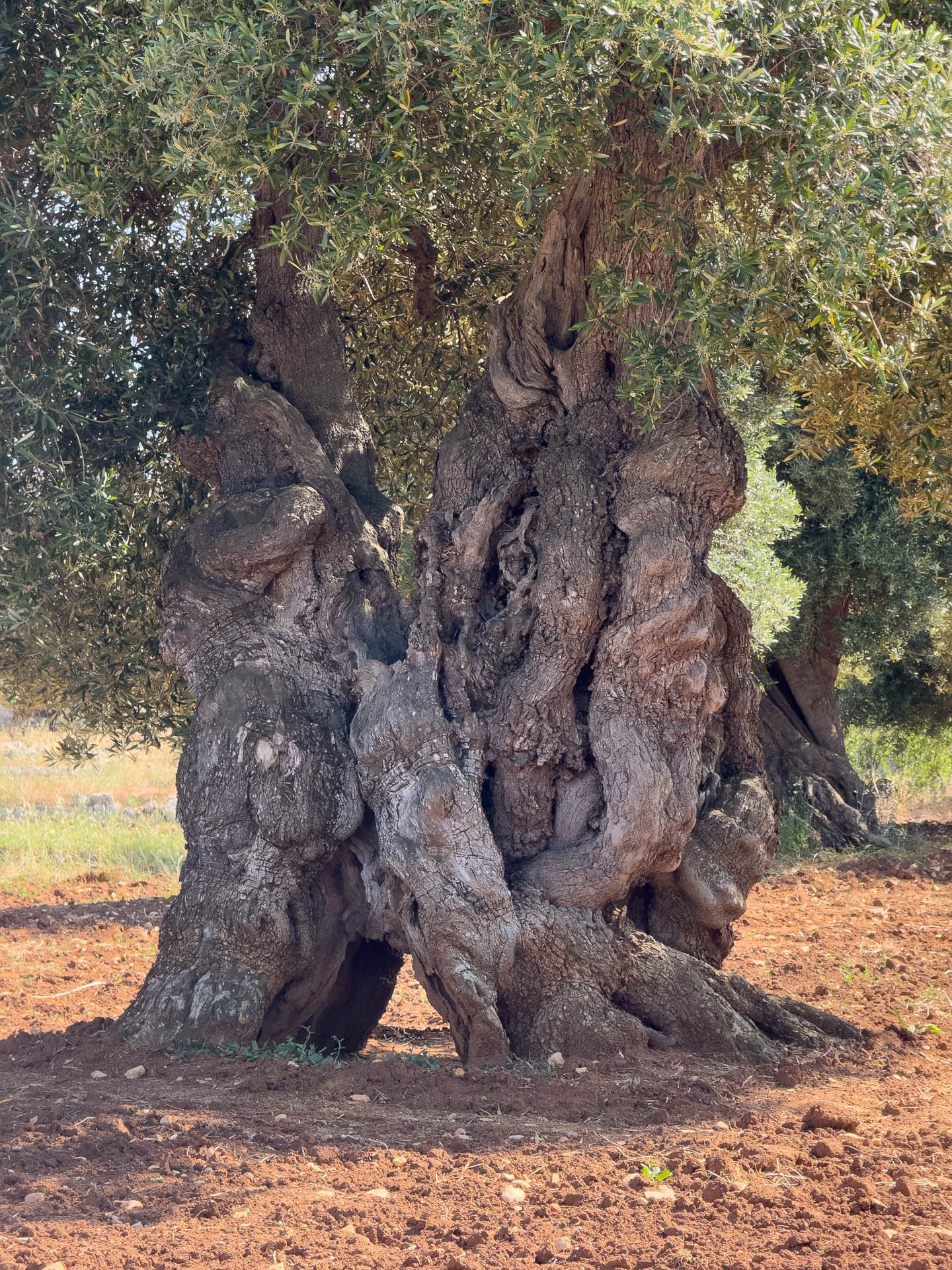 Les oliviers multi centenaires de la vallée d'Itria
