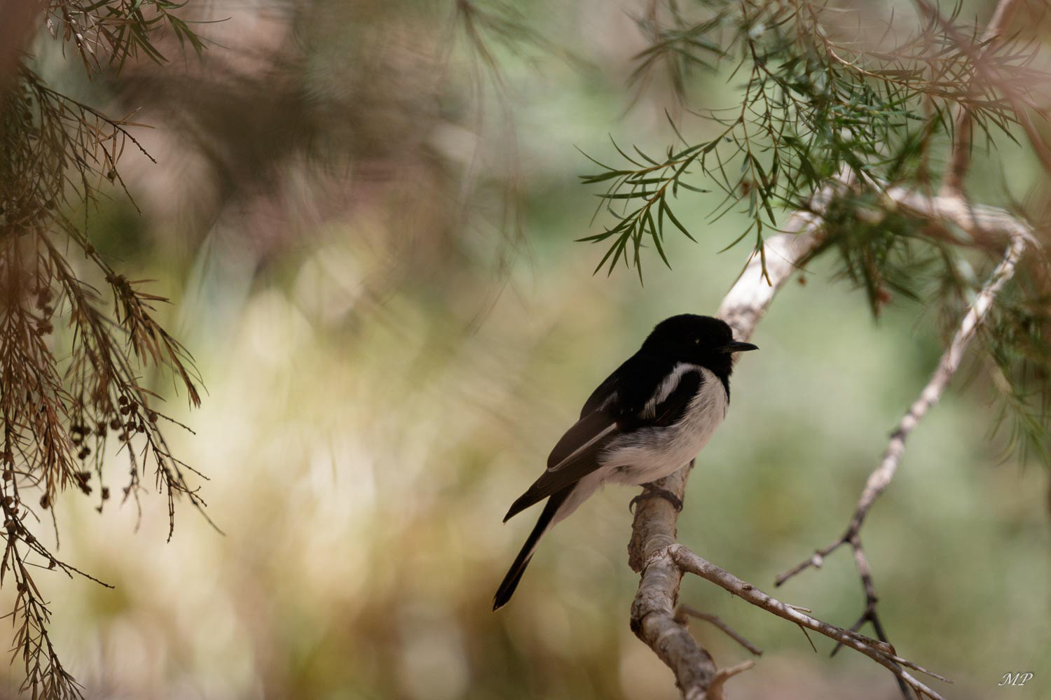 Miro à capuchon ou Hooded-Robin, le mâle a un plumage noir et blanc tandis que pour la femelle il est gris et brun