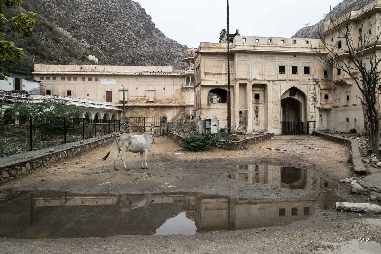 Le Temple des singes de Galtaji