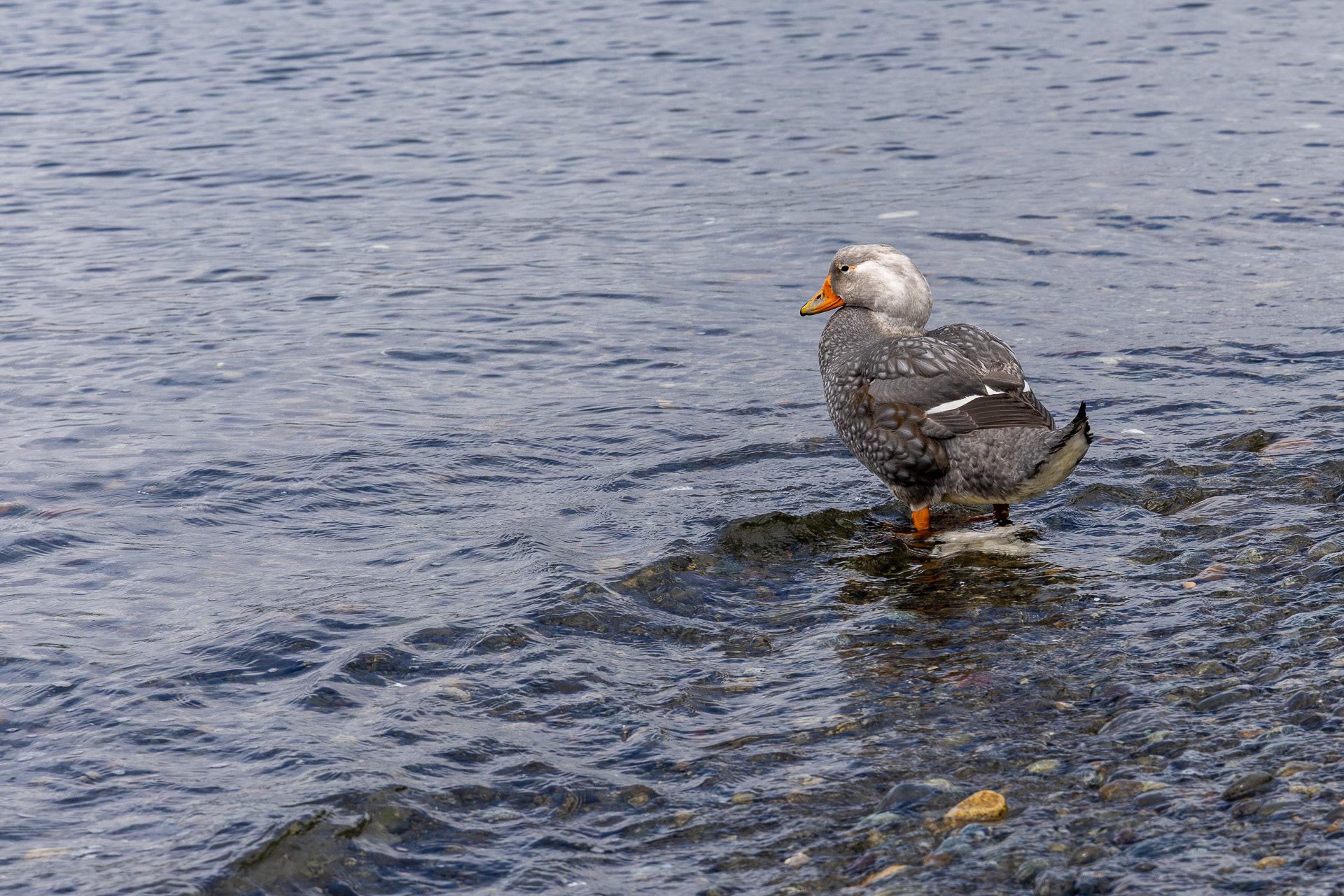Bassemer cendré, cet oiseau endémique du sud de l'Amérique du sud ne vole pas. Il effectue des mouvements rapides sur l’eau, en utilisant ses ailes dans un mouvement circulaire pour se propulser. 