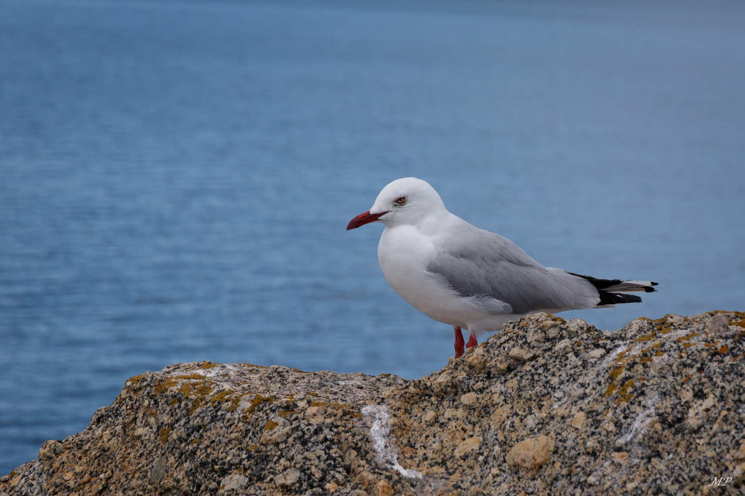 Mouette argentée