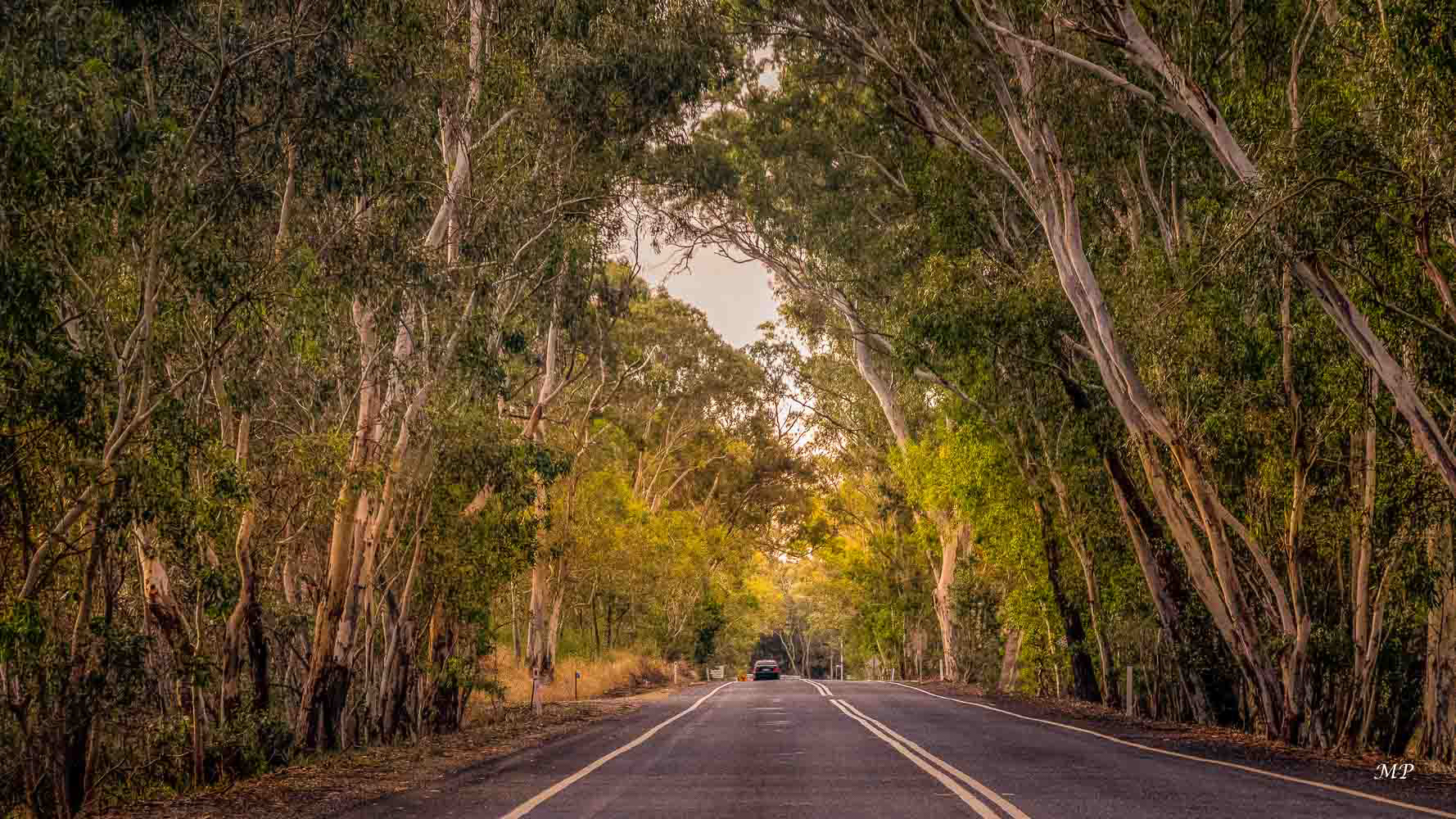 L’Eucalyptus, aussi appelé « gumtree », est un arbre extrêmement courant en Australie et forme des forêts entières.