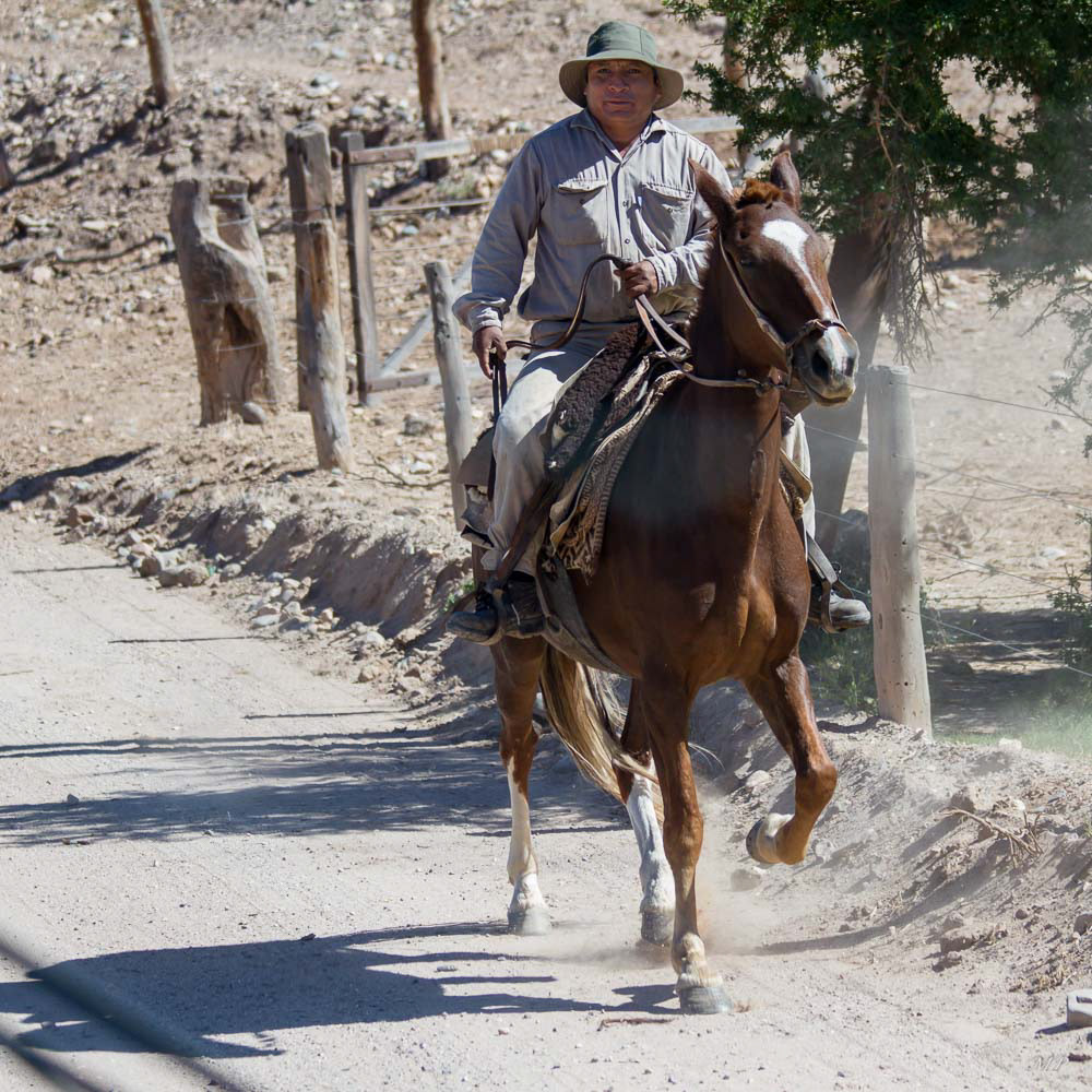 Les criollos argentins sont des petits chevaux vifs adaptés aux plaines argentines et utilisés par les gauchos.
