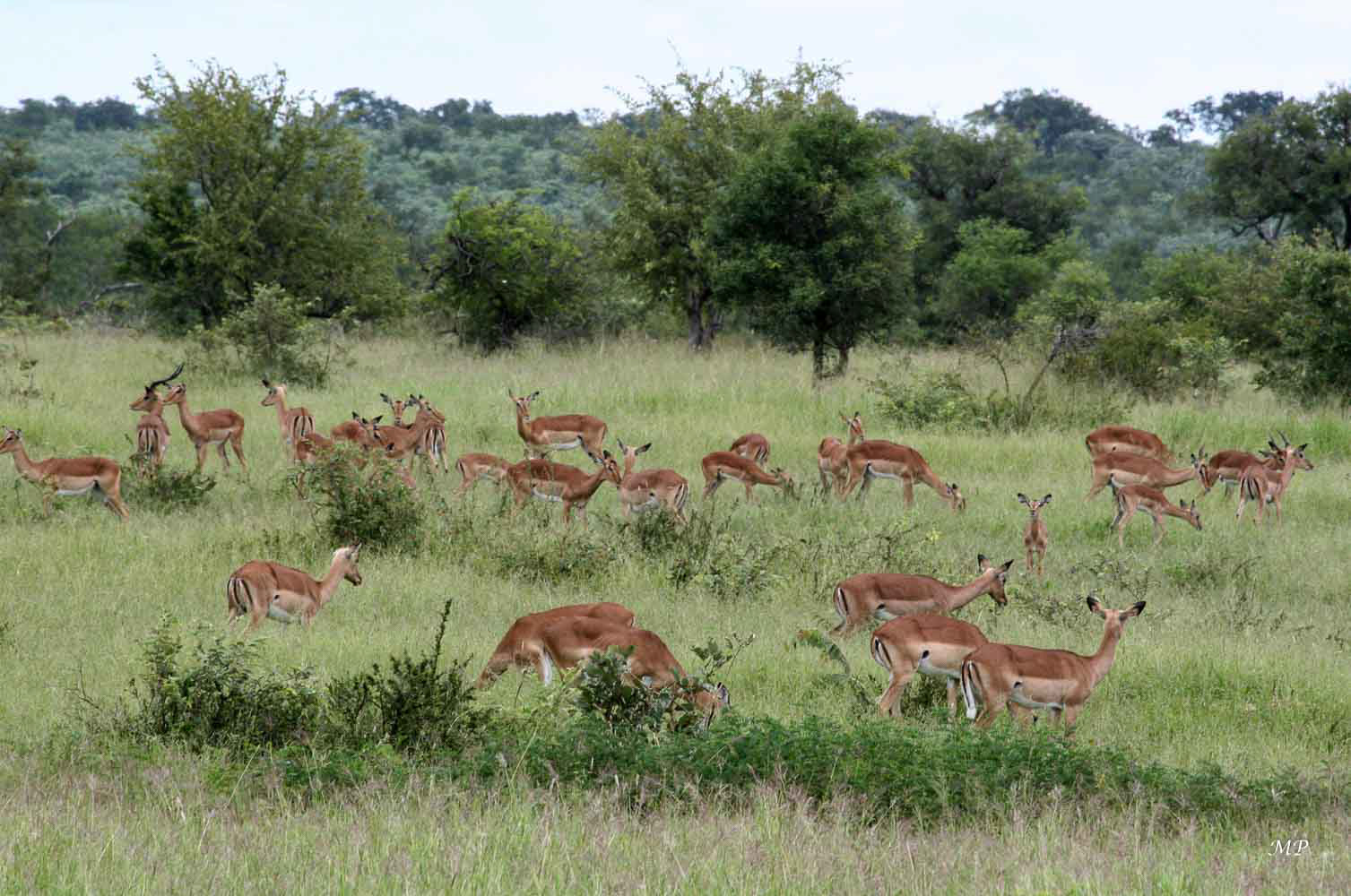 Impalas