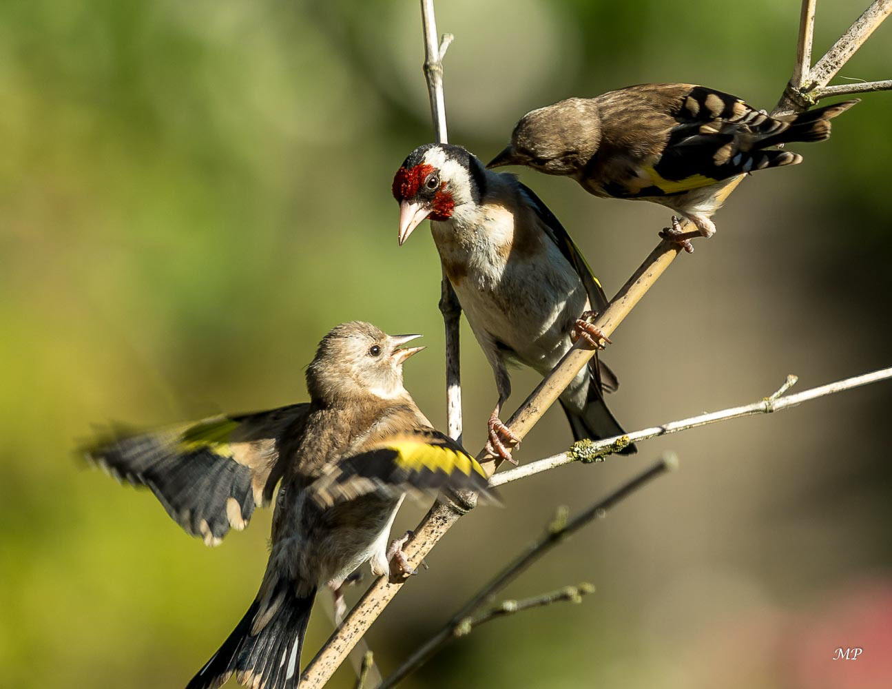 Chardonneret élégant