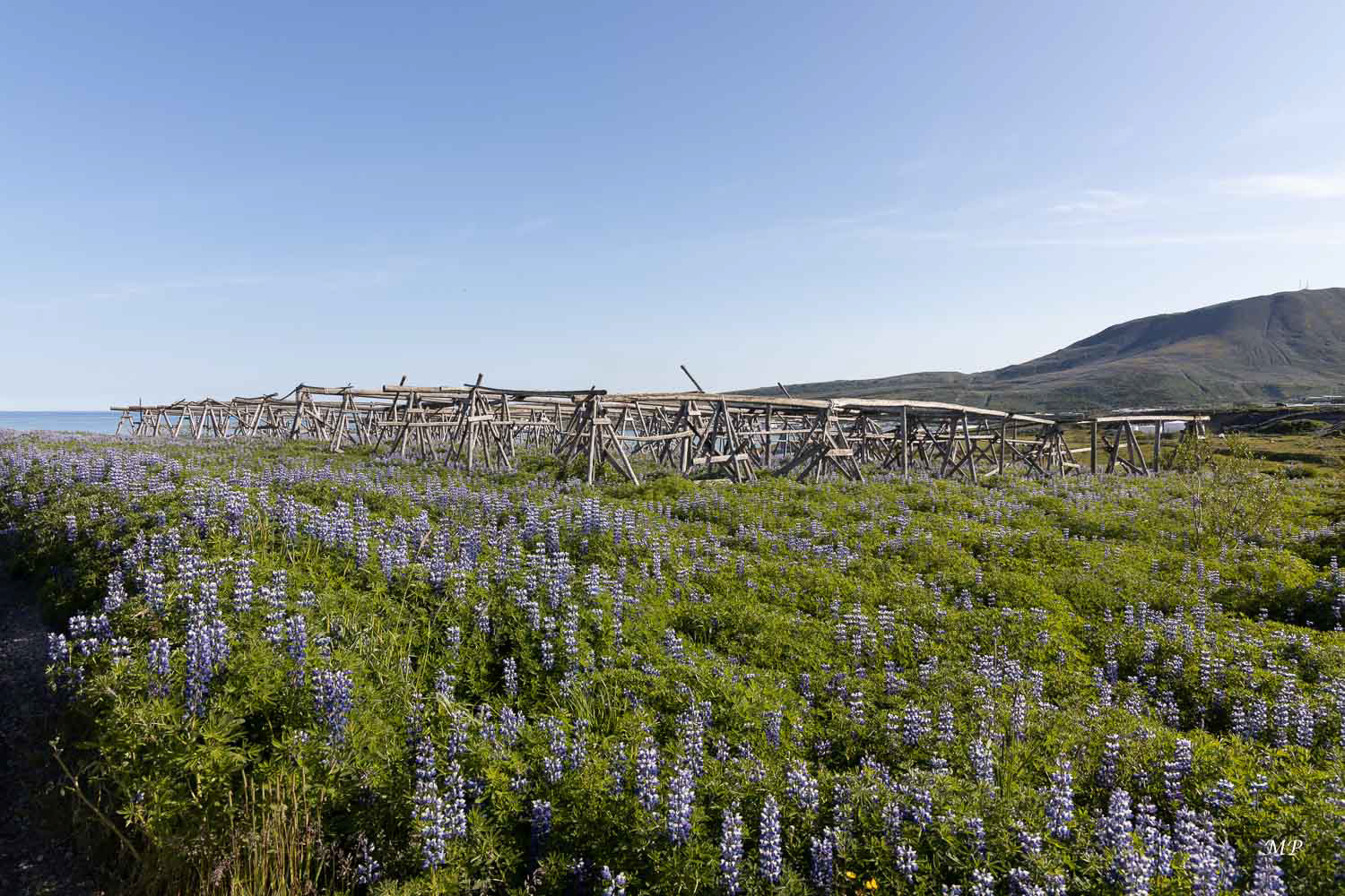 Séchoir à poisson : Le plat traditionnel est le Hákarl (« requin » en islandais). Il s'agit en fait de chair de requin du Groenland, enterrée sous du gravier et laissée pourrir 4 à 8 semaines. Ensuite, elle est lavée et mise à sécher dans une cabane quelques mois. Une fois le processus de durcissement terminé, la croûte brune de la viande est retirée et la chair blanche restante est découpée en petits morceaux carrés pour être servis à table.