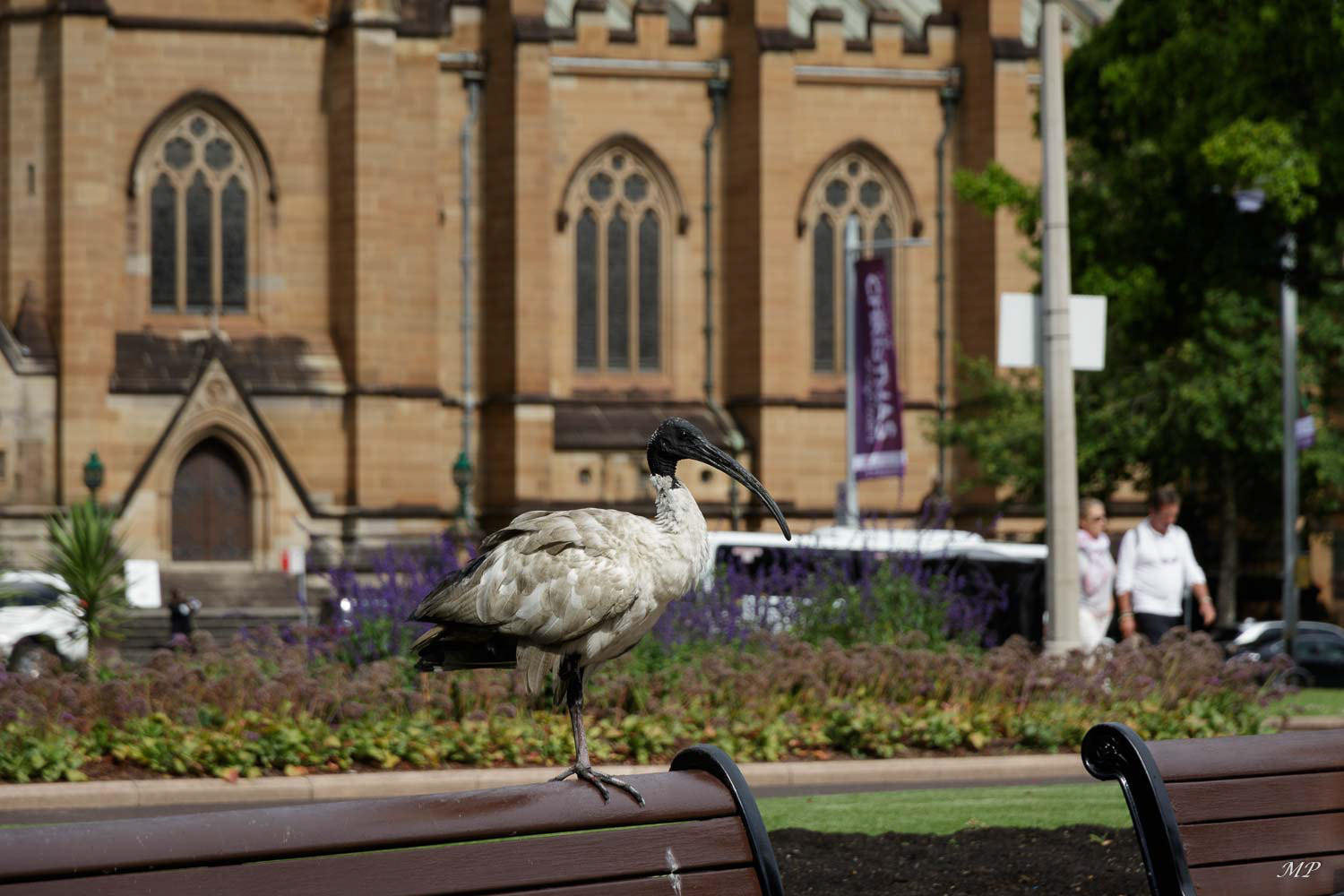  un Ibis devant St Mary's Cathedral