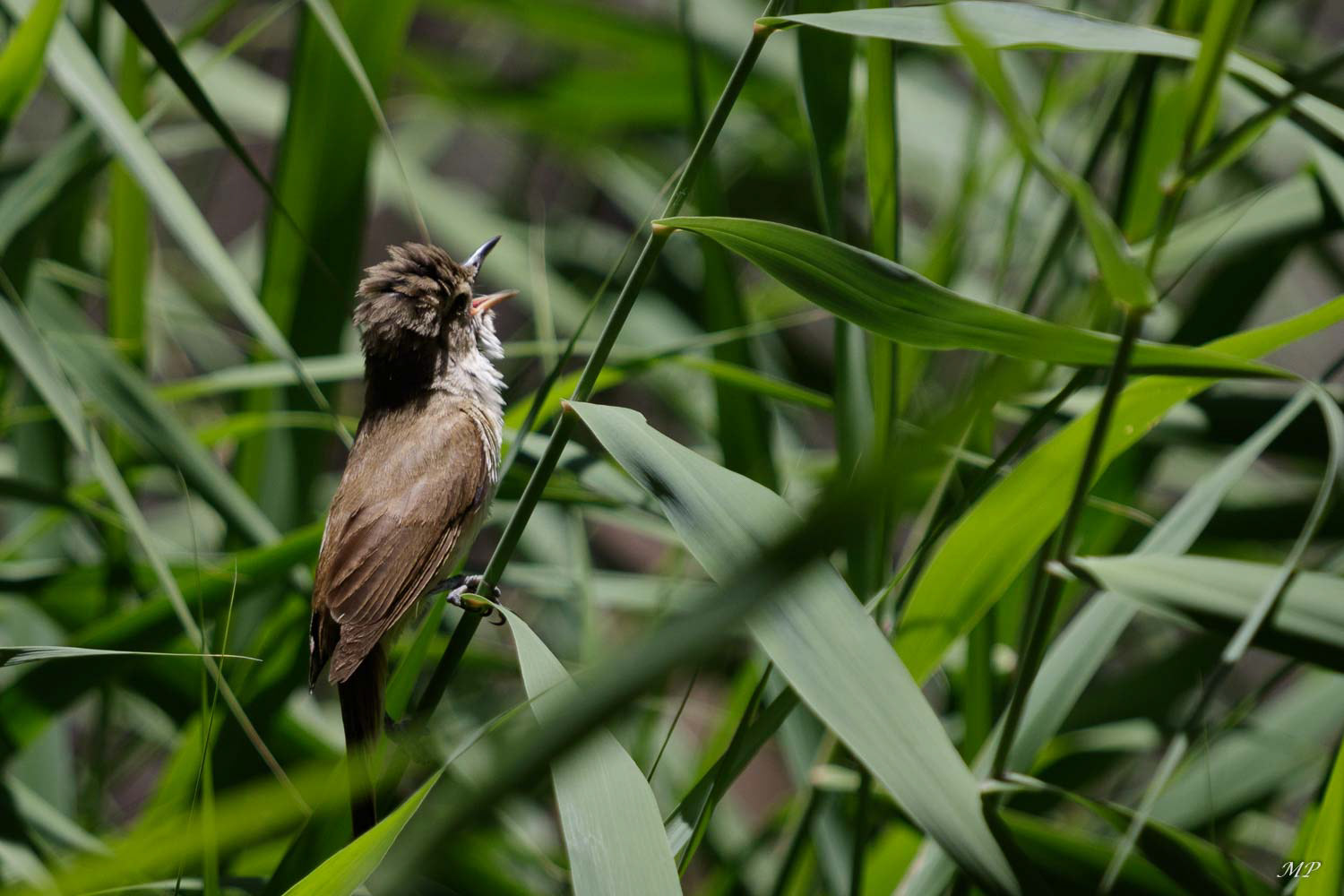 Mégalure de Matthews