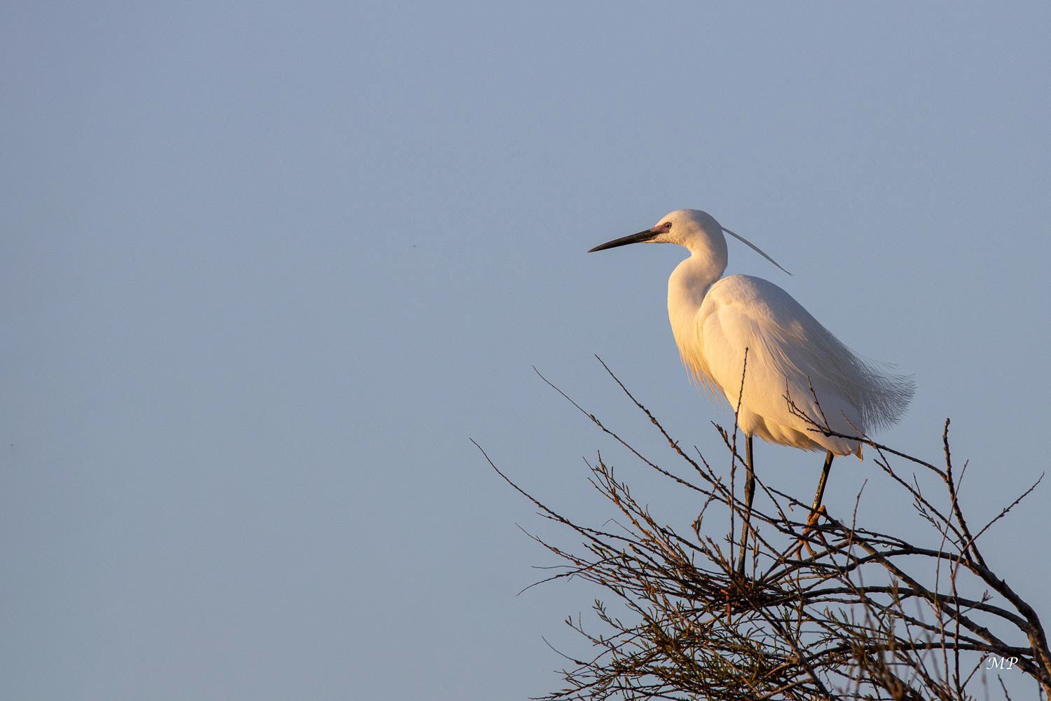 Aigrette garzette