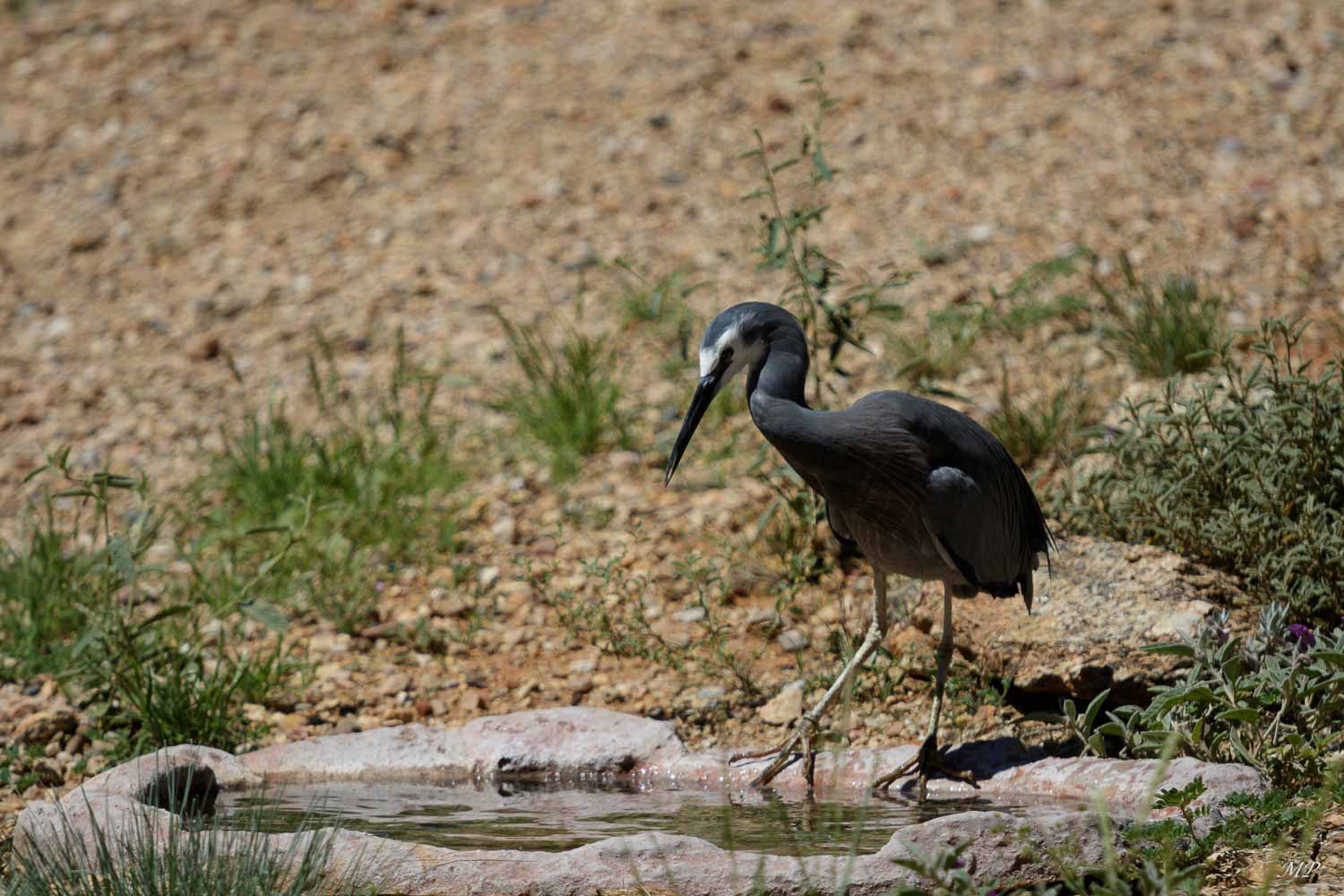 Héron à face blanche (endémique)