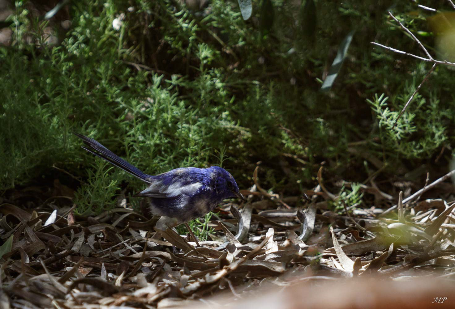 Mérion Leucoptère mâle