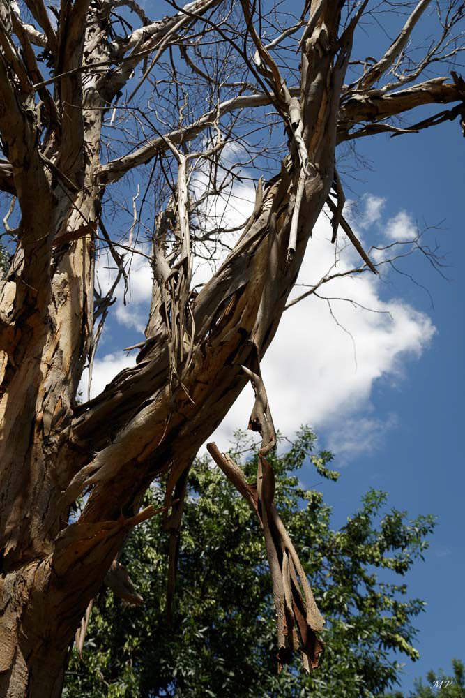 L’Eucalyptus est l'arbre le plus implanté en Australie méridionale