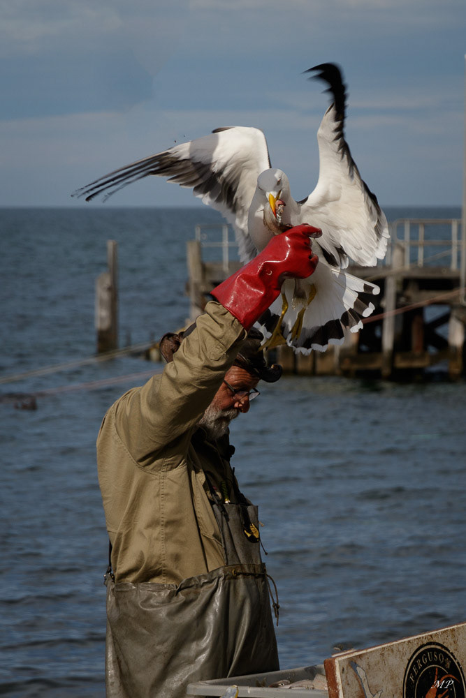 Kangaroo Island - Kingscote : Tous les soirs à 17h le Pelican Dundee vient donner à manger aux oiseaux.