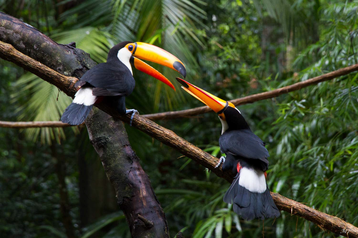 Forêt tropicale d'Iguazù