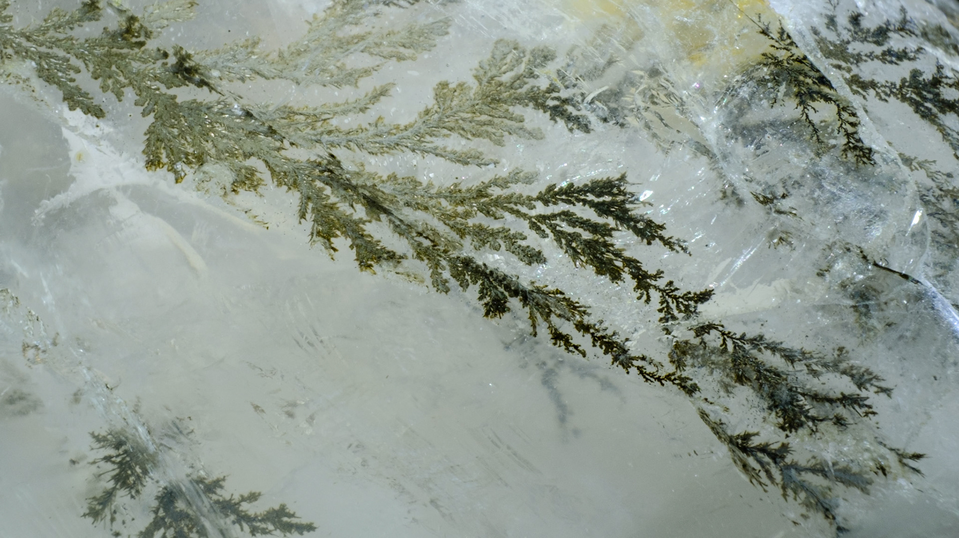 Dendrites 