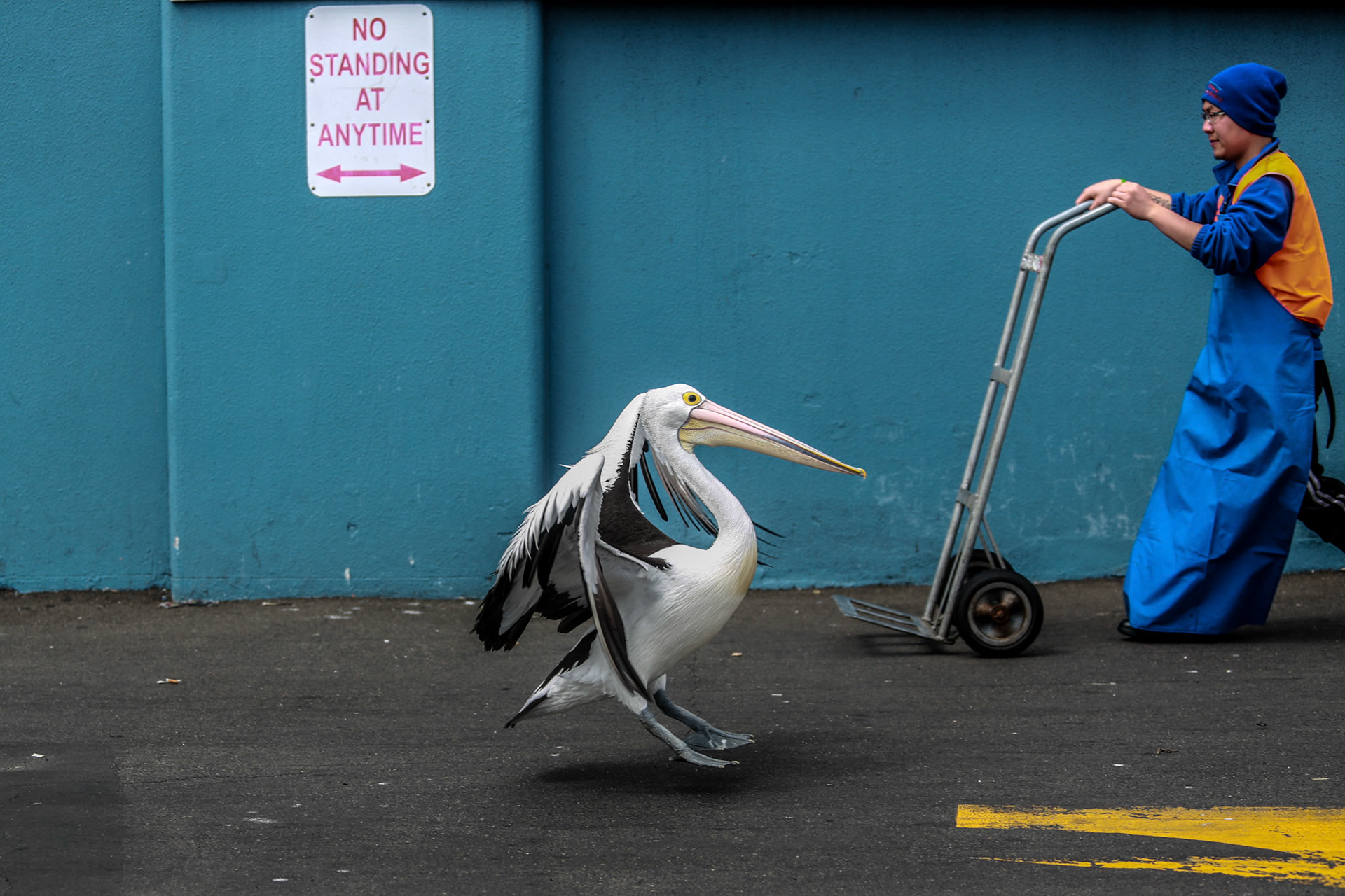 Sydney Fish Markets, Wednesday September 30, 2015 (Marilia Oliva)