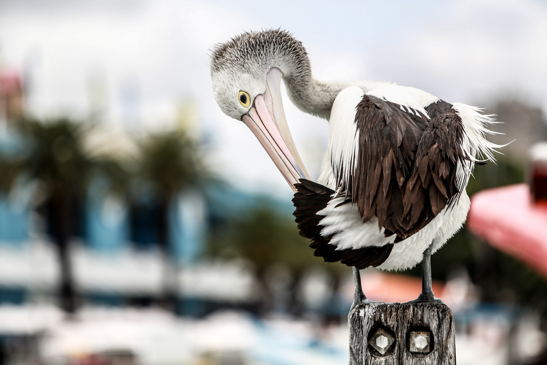 Sydney Fish Markets, Wednesday September 30, 2015 (Marilia Oliva)