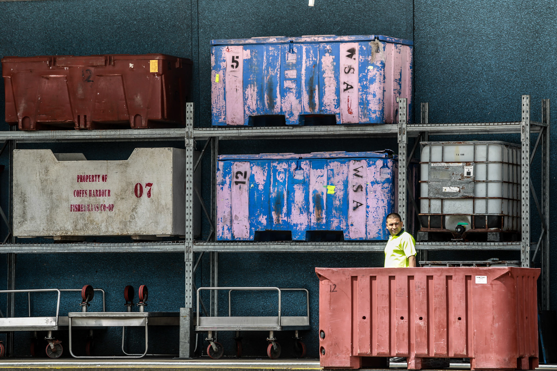 Sydney Fish Markets, Wednesday September 30, 2015 (Marilia Oliva)
