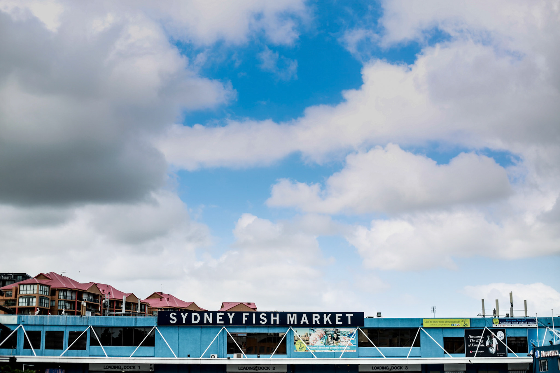 Sydney Fish Markets, Wednesday September 30, 2015 (Marilia Oliva)
