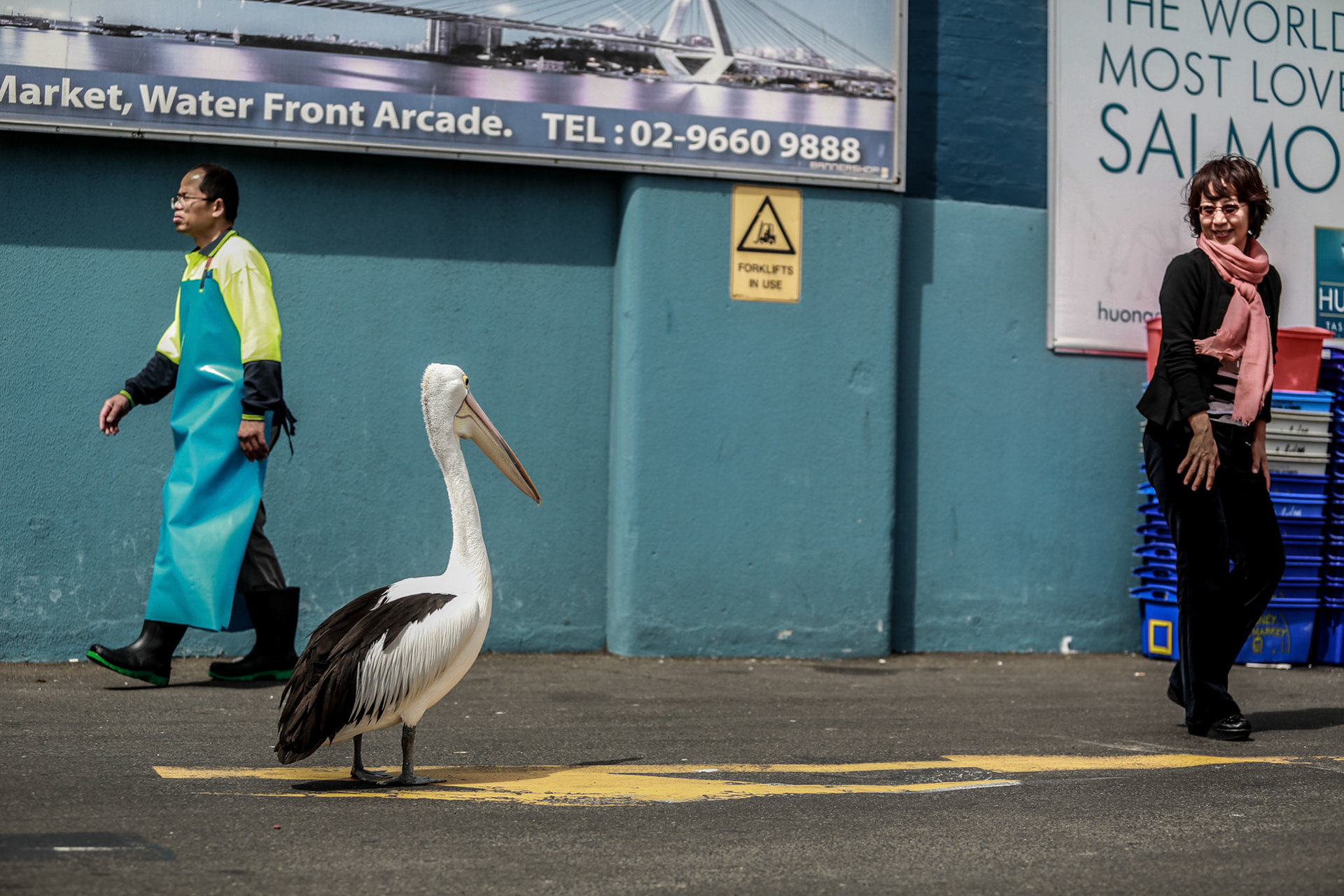 Sydney Fish Markets, Wednesday September 30, 2015 (Marilia Oliva)