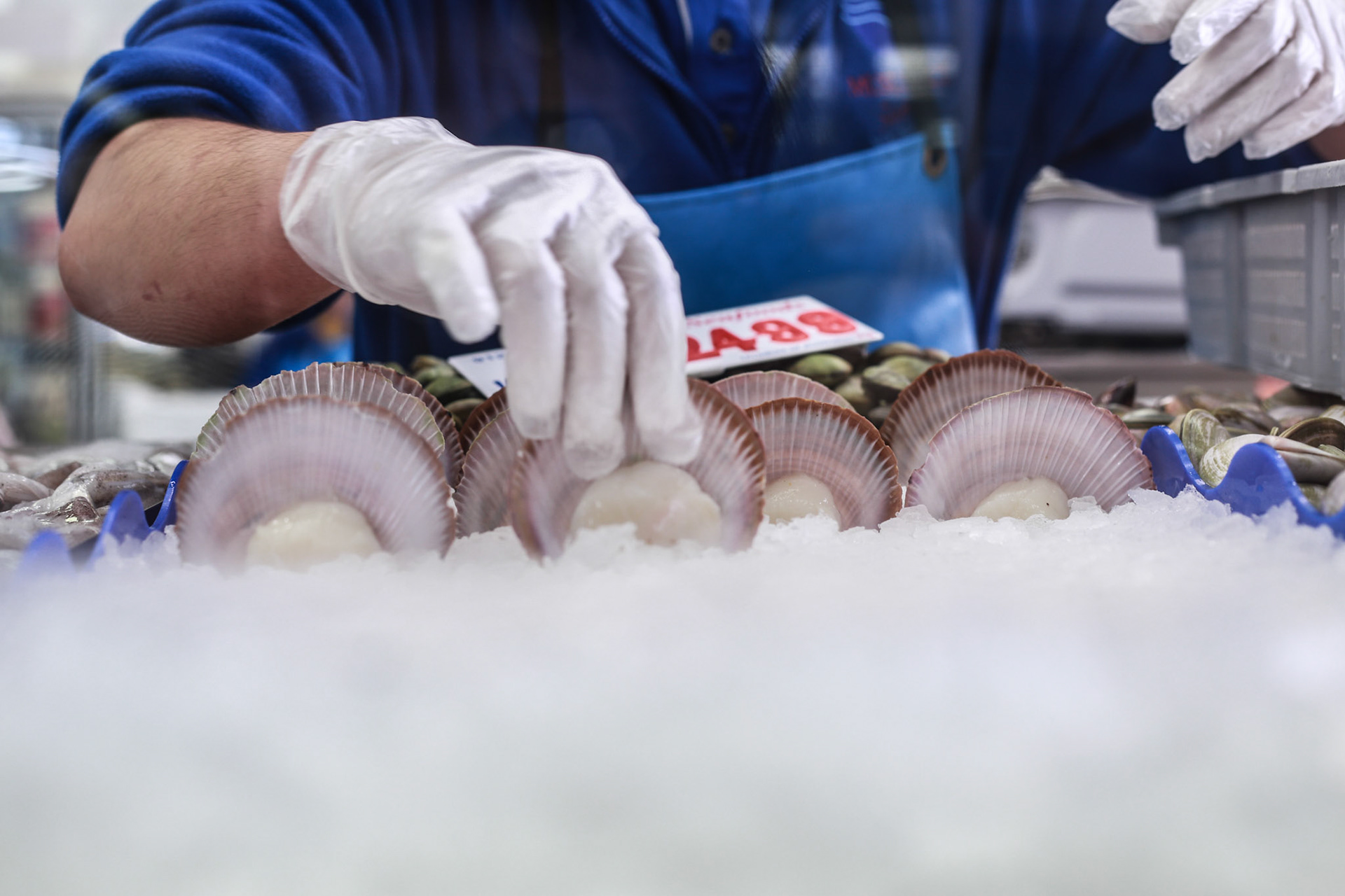 Sydney Fish Markets, Wednesday September 30, 2015 (Marilia Oliva)