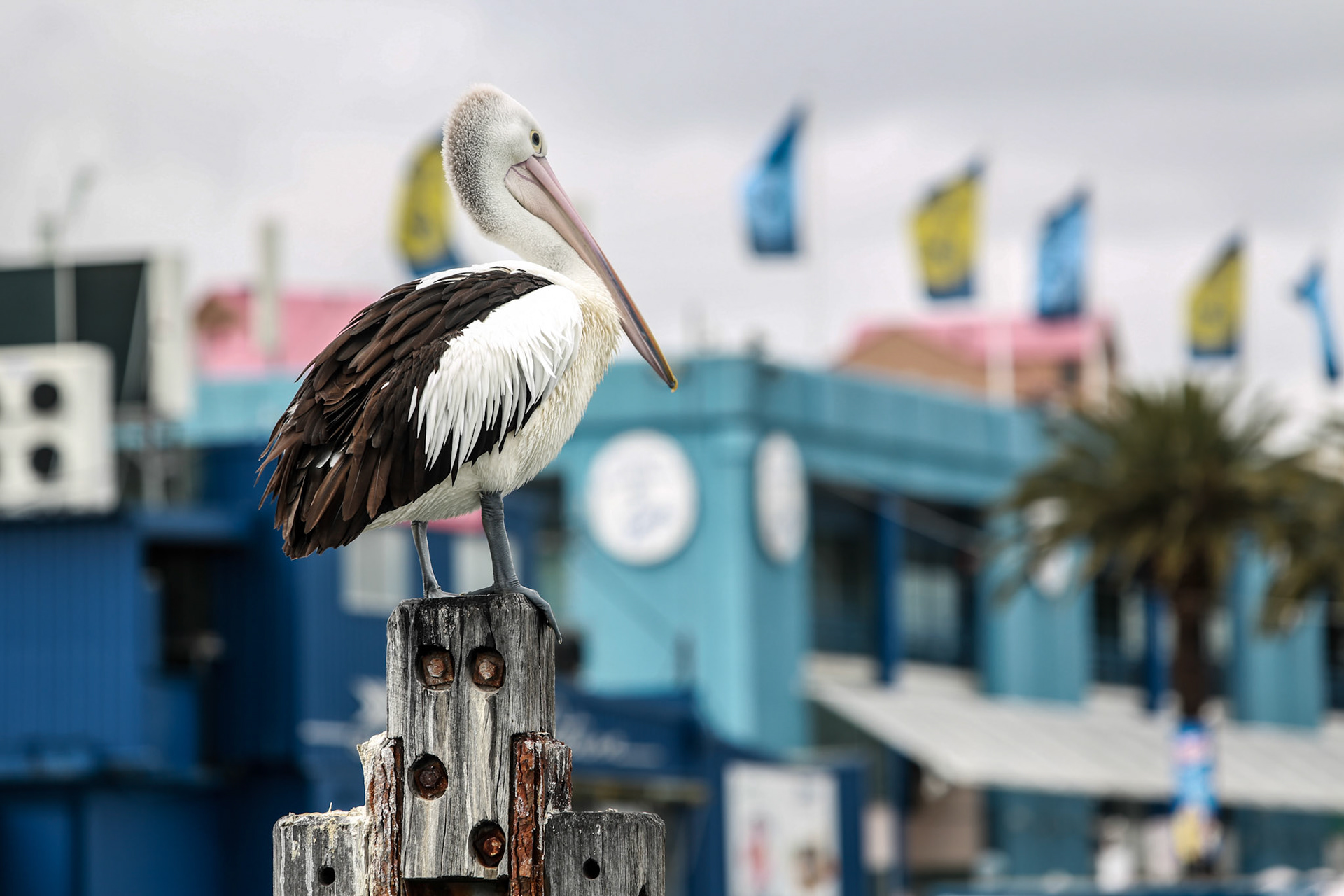 Sydney Fish Markets, Wednesday September 30, 2015 (Marilia Oliva)