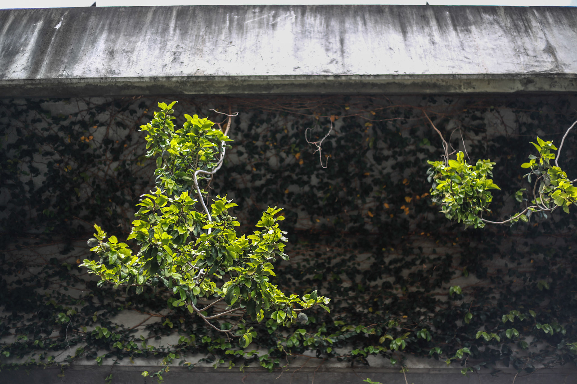 Sydney Fish Markets, Wednesday September 30, 2015 (Marilia Oliva)