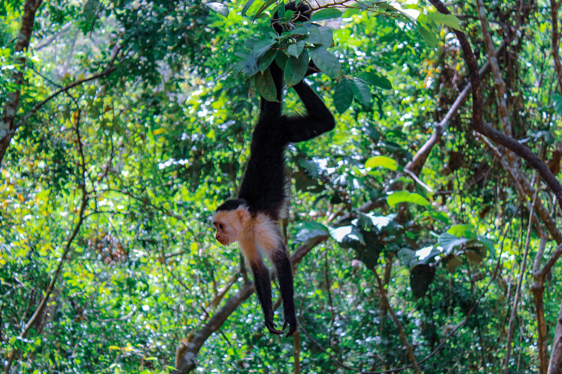 Gumbalimba Park, Honduras