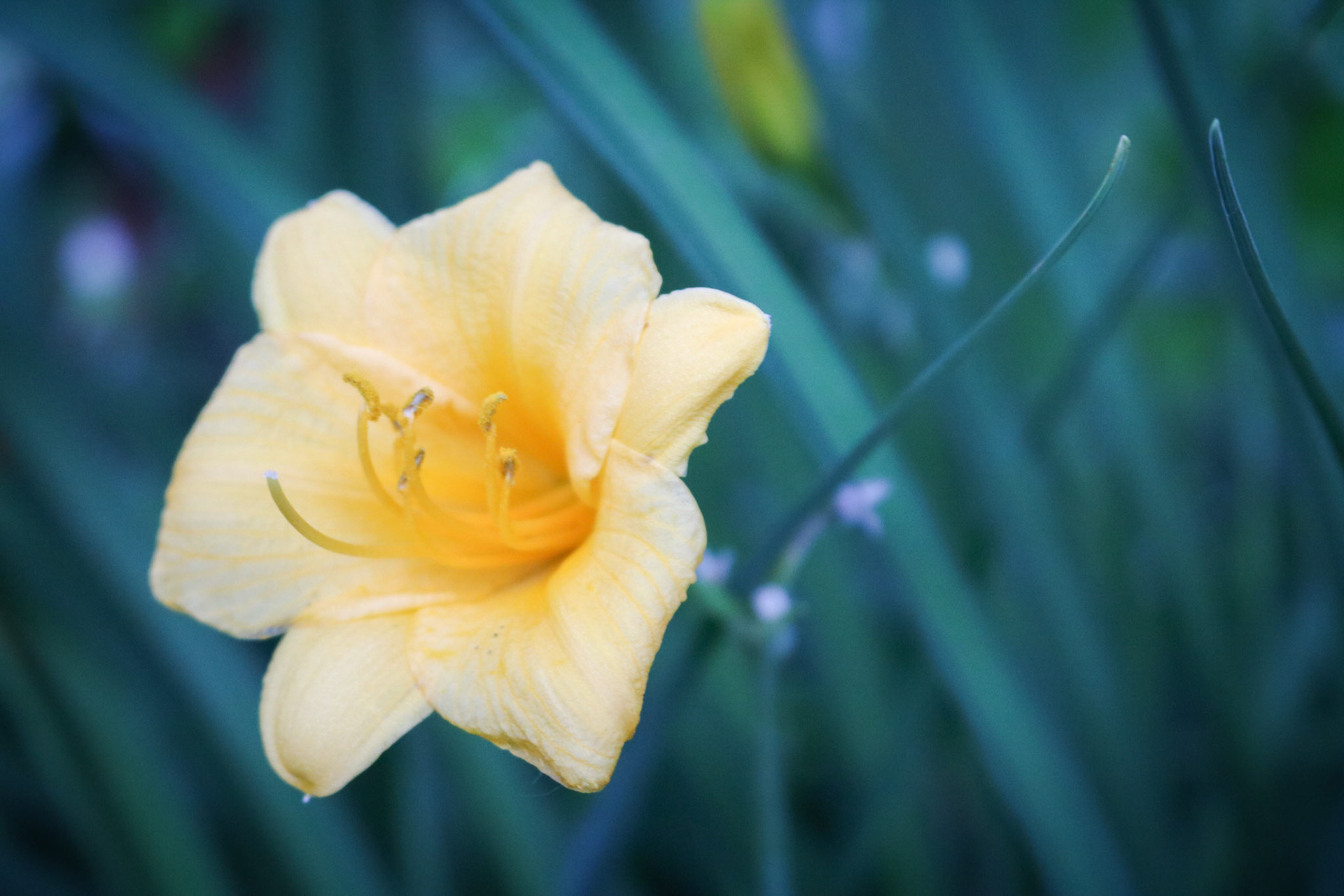 'High Five' first appeared online in the 6th Annual Leaves &amp; Petals group exhibition at Fusion Art in November 2020.