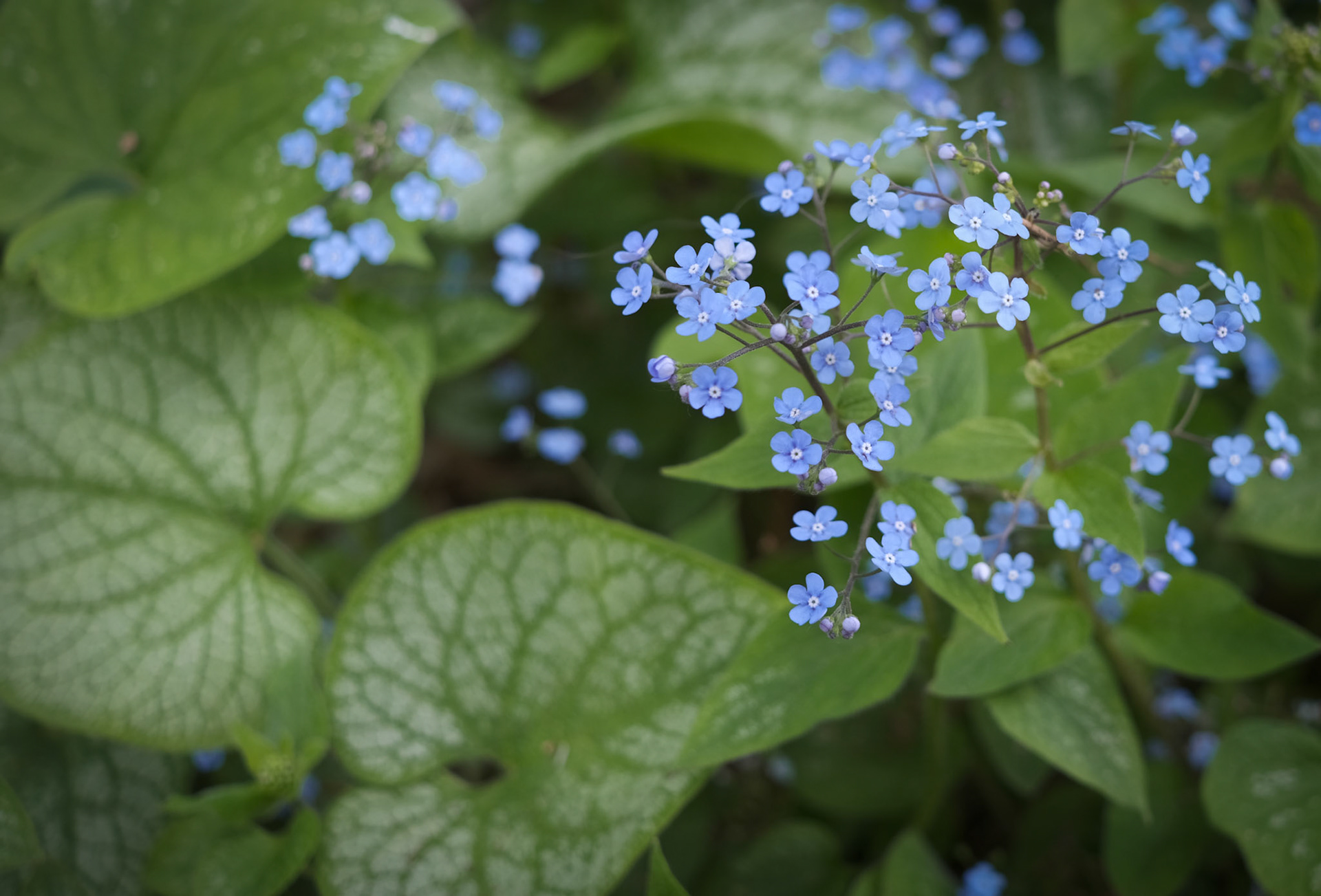 'Wrapped Up' first appeared online in Floral Art Show 2021 in at Grey Cube Gallery.