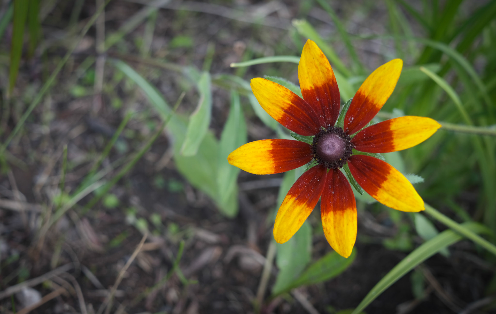 'Predictive Rays' first appeared online in Floral Art Show 2021 in at Grey Cube Gallery.