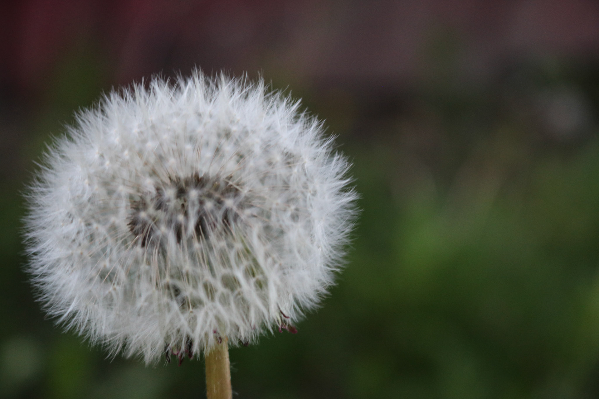 'Neopolitan' first appeared online with the Tiny Seed Literary Journal on December 25th, 2020.