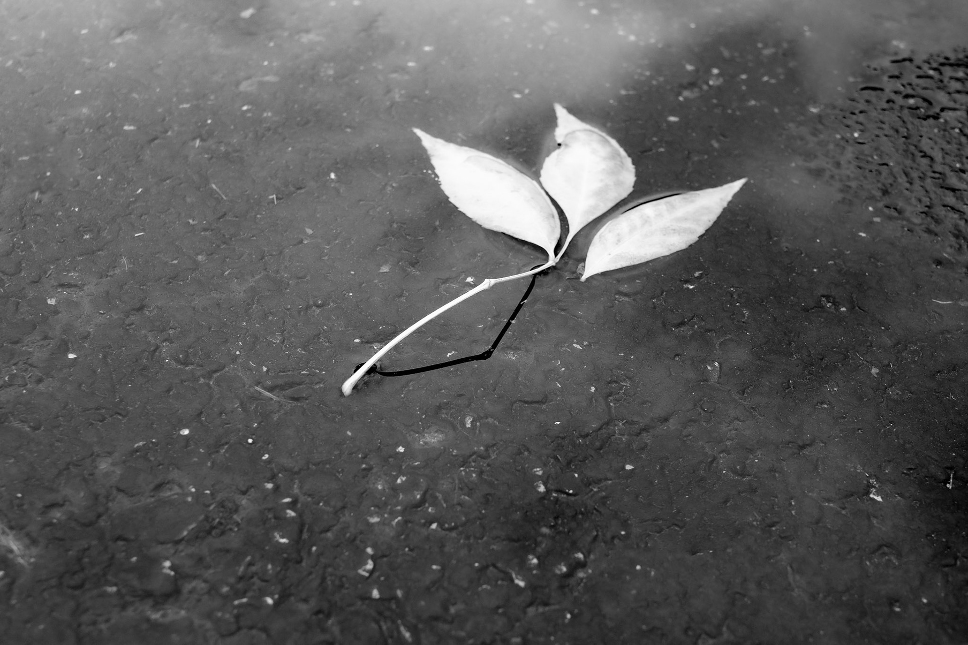 'Bridge' first appeared online in the 7th Black &amp; White Exhibition at Fusion Art in March 2023