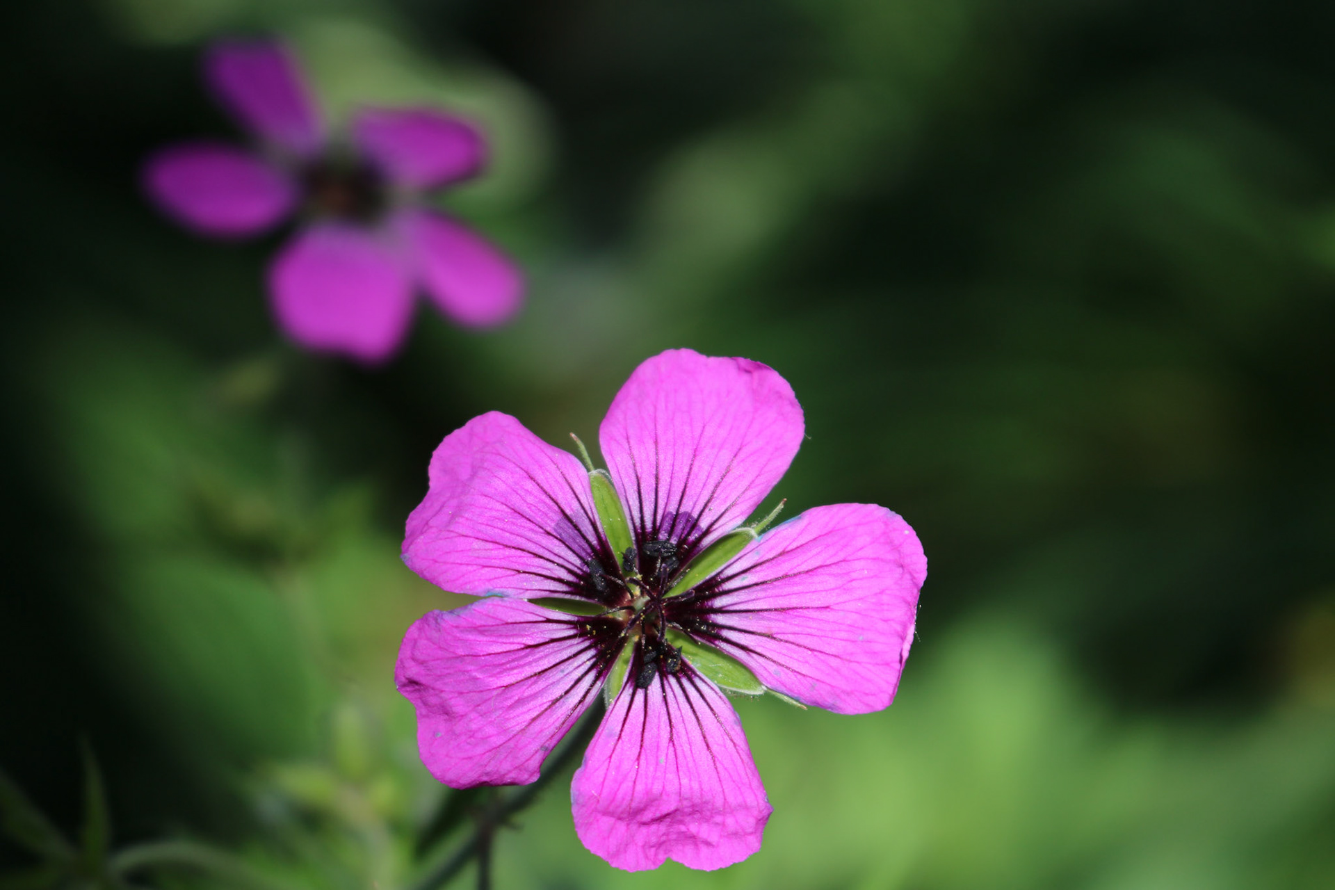 'Illuminate' first appeared online in the 6th Annual Leaves &amp; Petals group exhibition at Fusion Art in November 2020.