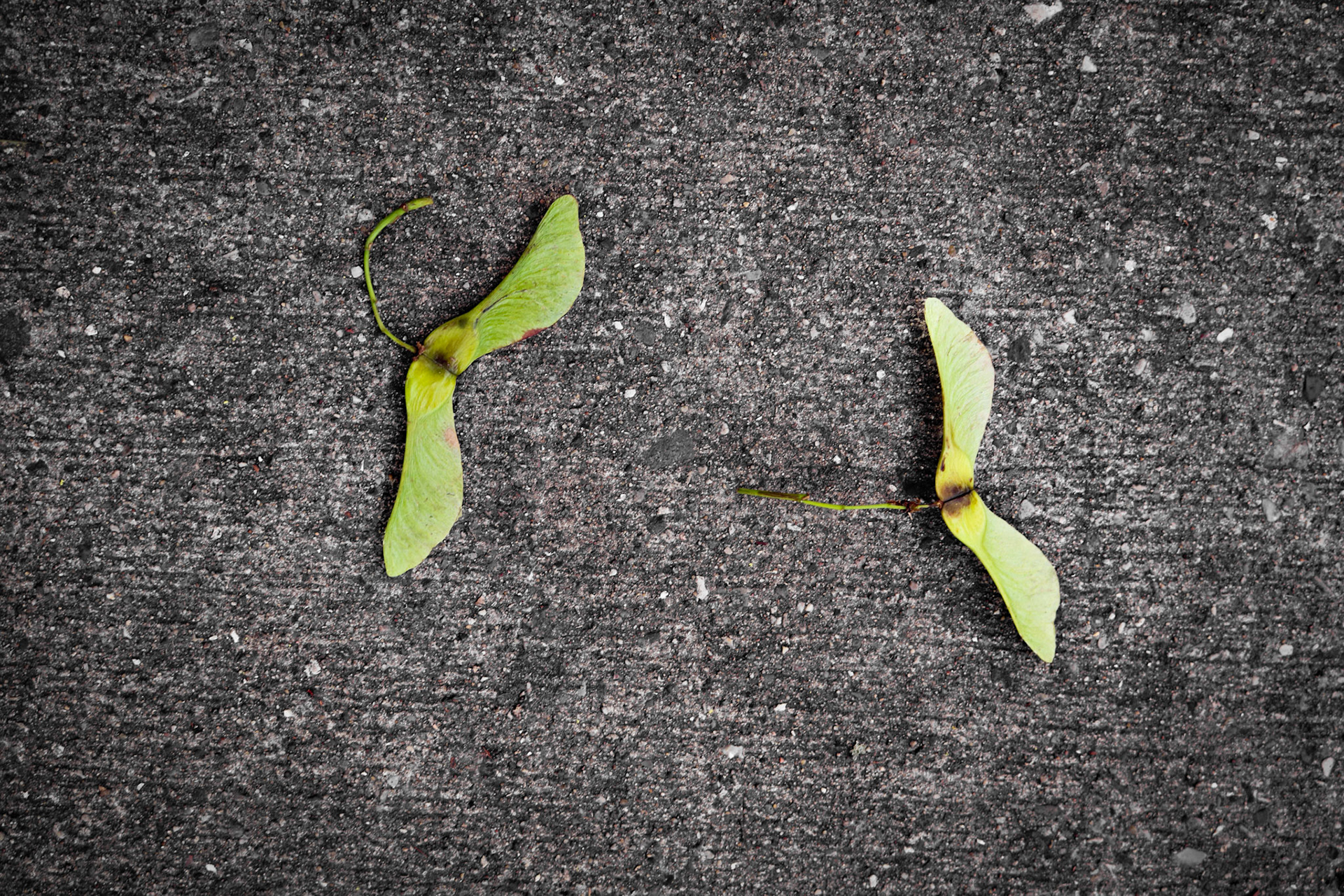 'Cat &amp; Mouse' first appeared online with the Tiny Seed Literary Journal on December 25th, 2020.