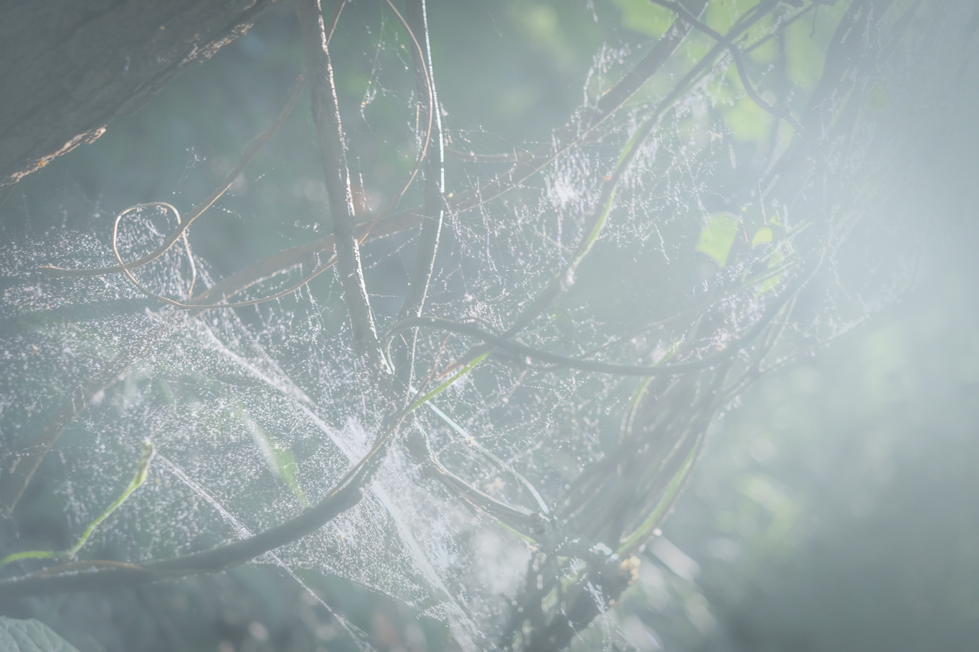 'Foggy' first appeared online in Issue 12 of Wild Roof Journal in January 2022.