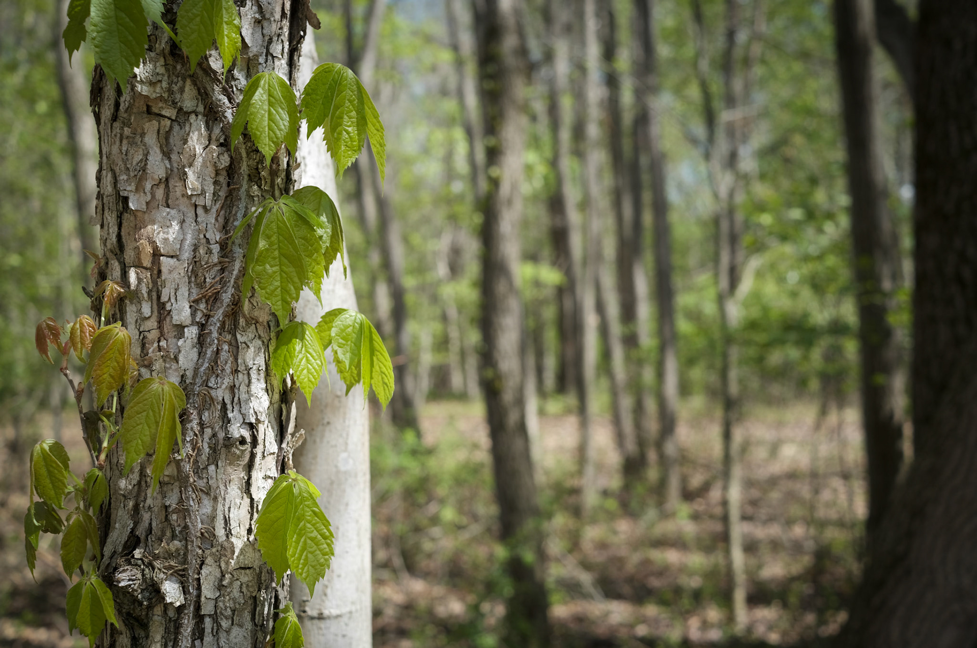 'Poison Peace' won an honorable mention in the online Forests &amp; Meadows exhibition at Grey Cube Gallery.
