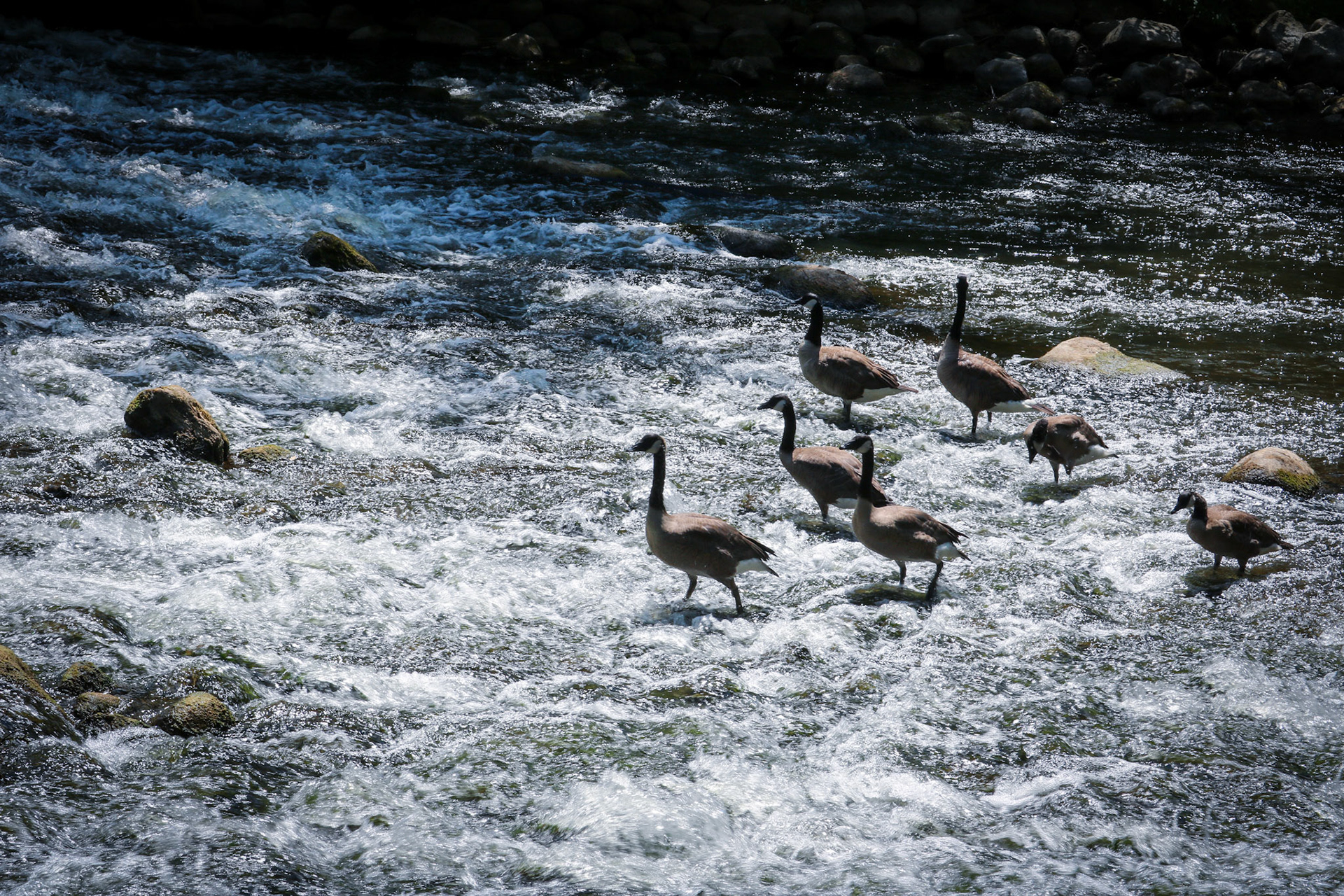 'Left Face' first appeared in print in Iris Literary Journal 1.3 (Fall 2020) from Assure Press in May 2021.